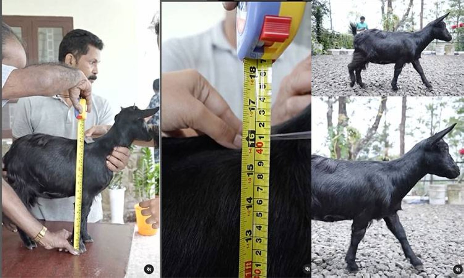 Guinness World record: Karumbi named world's shortest living goat
