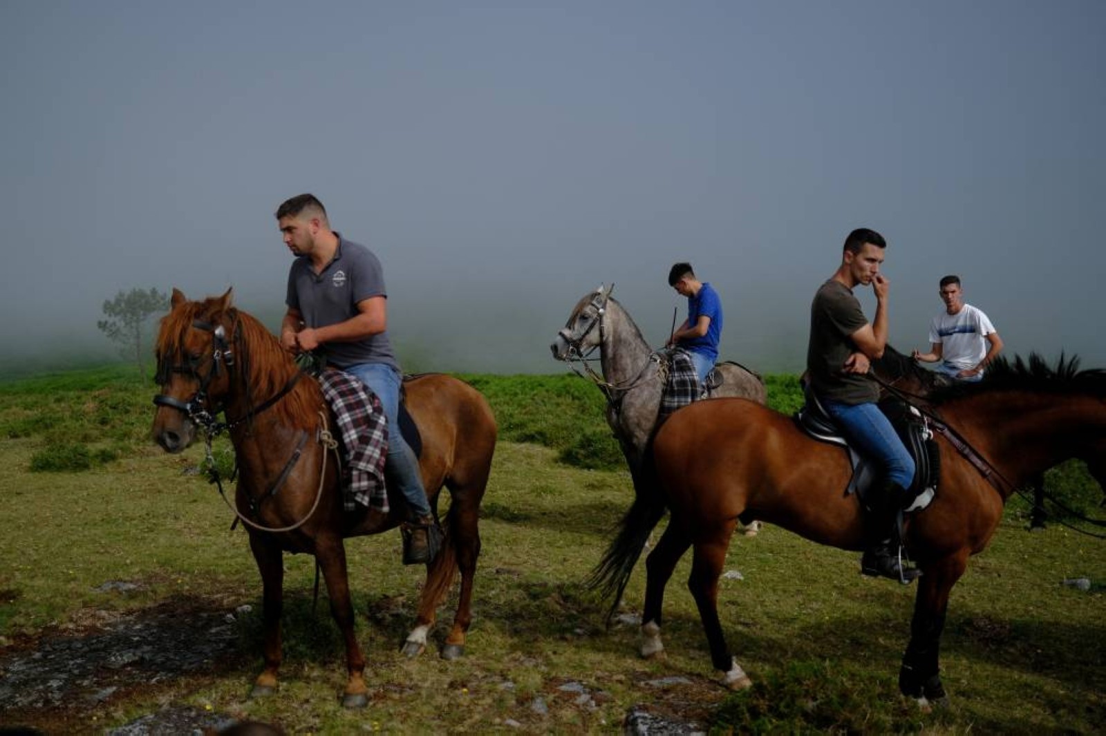 Spain's wild horses in peril, despite key role in prevention