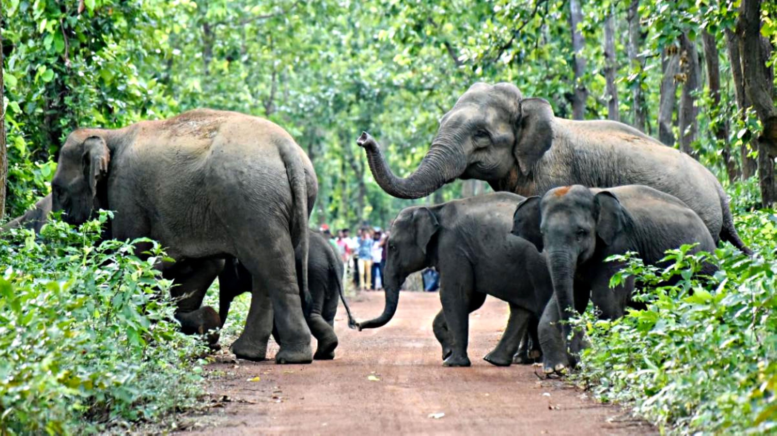 Elephant warning system tackles deadly conflict