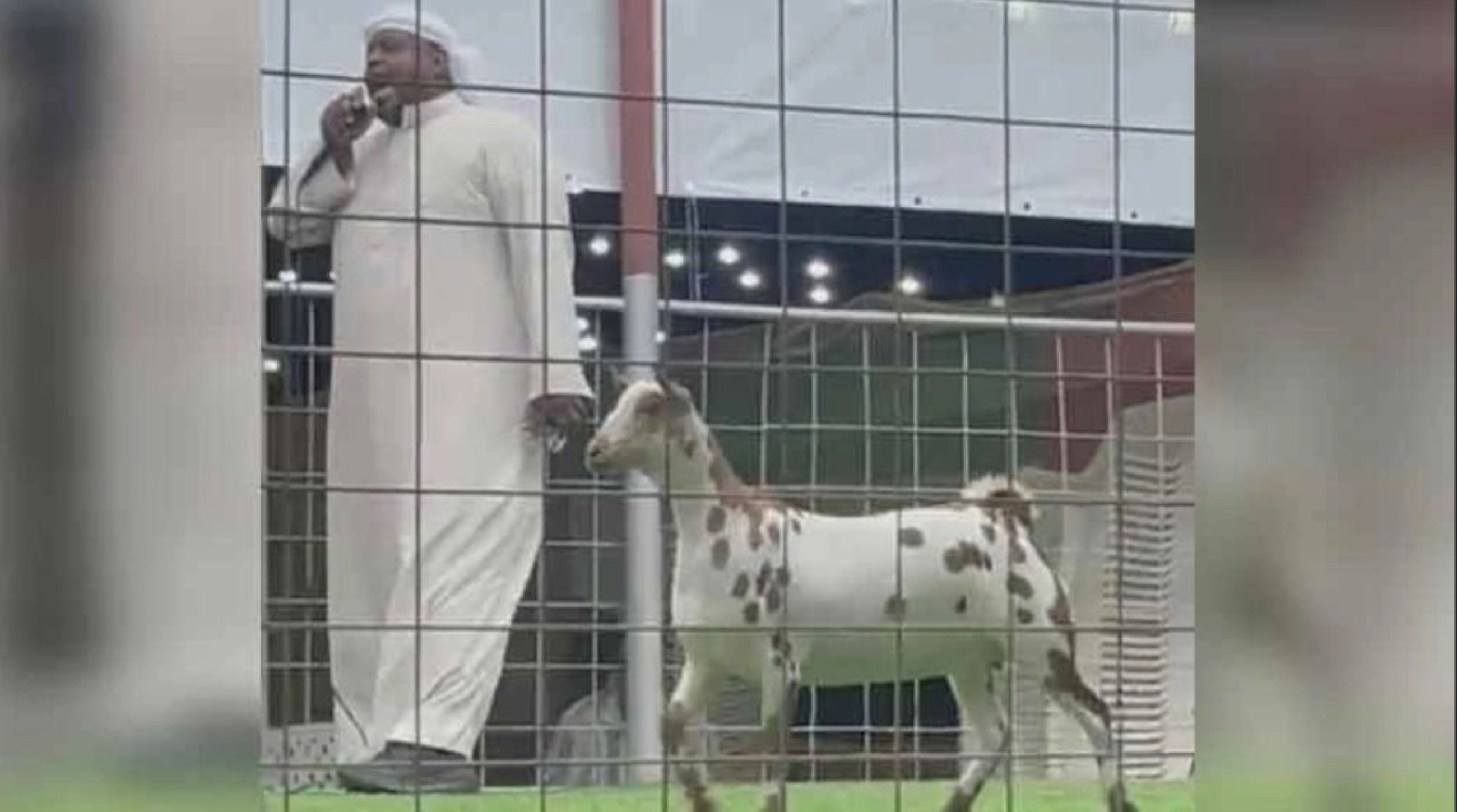 VIDEO: A goat sells for Dhs70,000 in Ras Al Khaimah