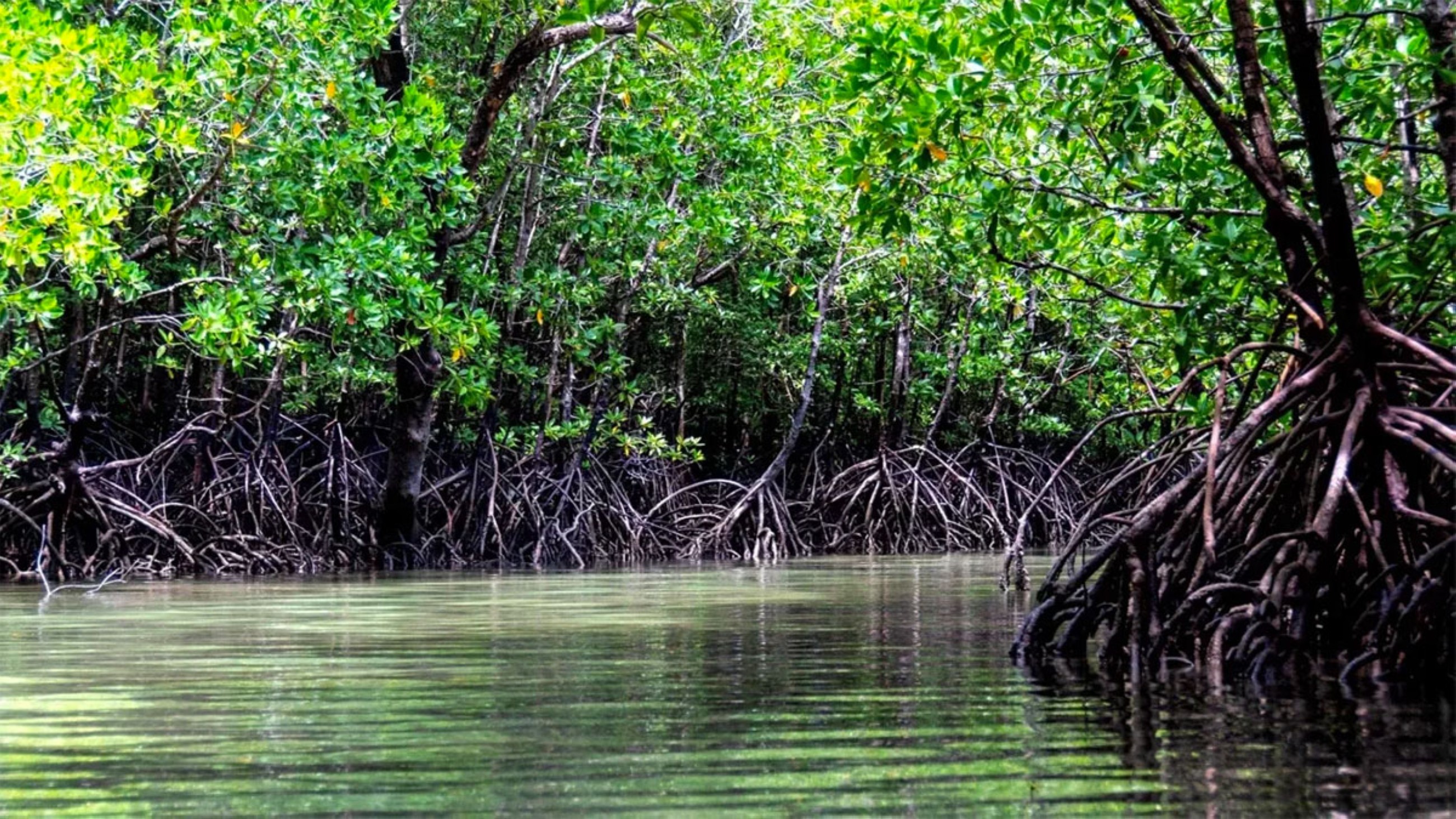 Mangrove buffer zone to help fight storms