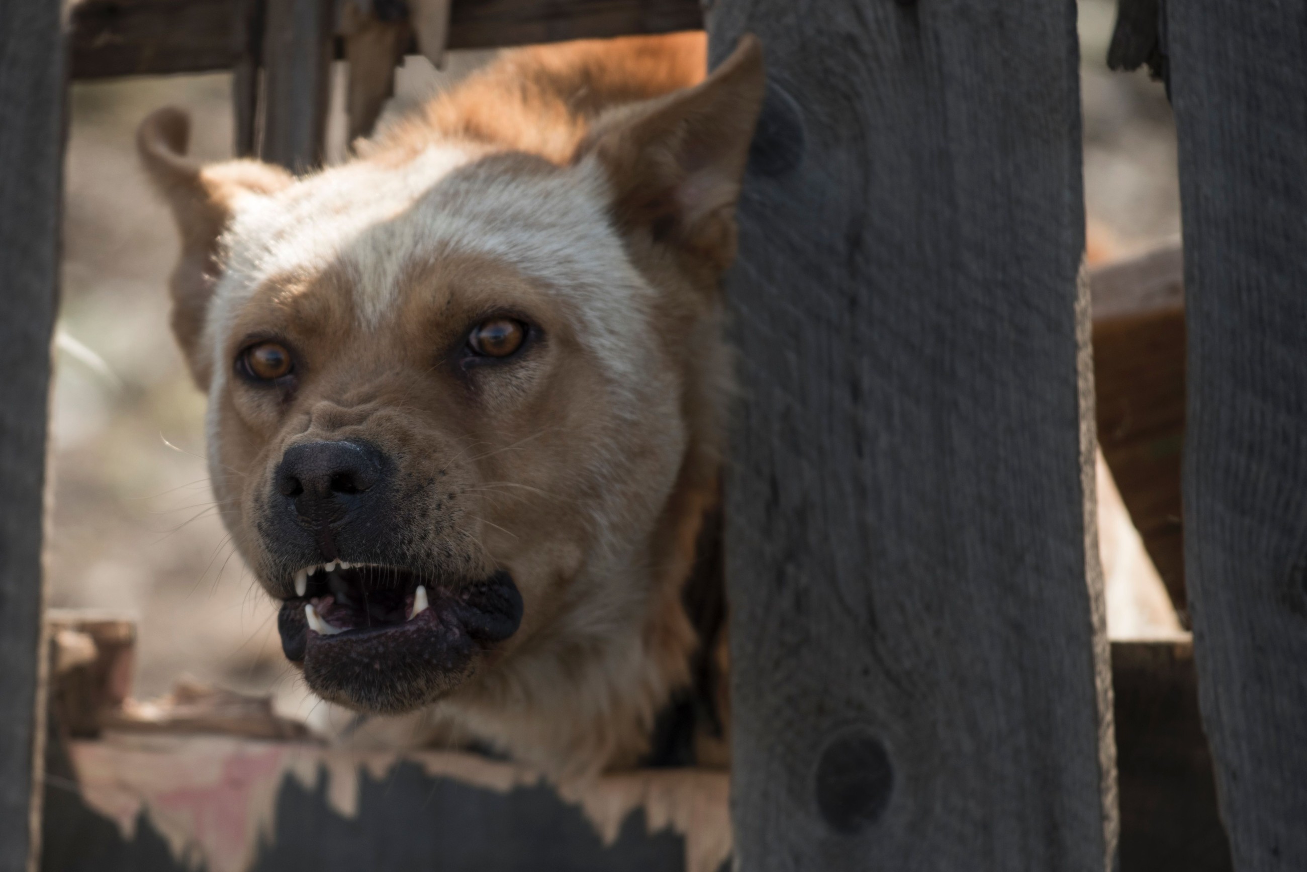 Maid fined Dhs3,000 for negligence after dog attacks child in Dubai