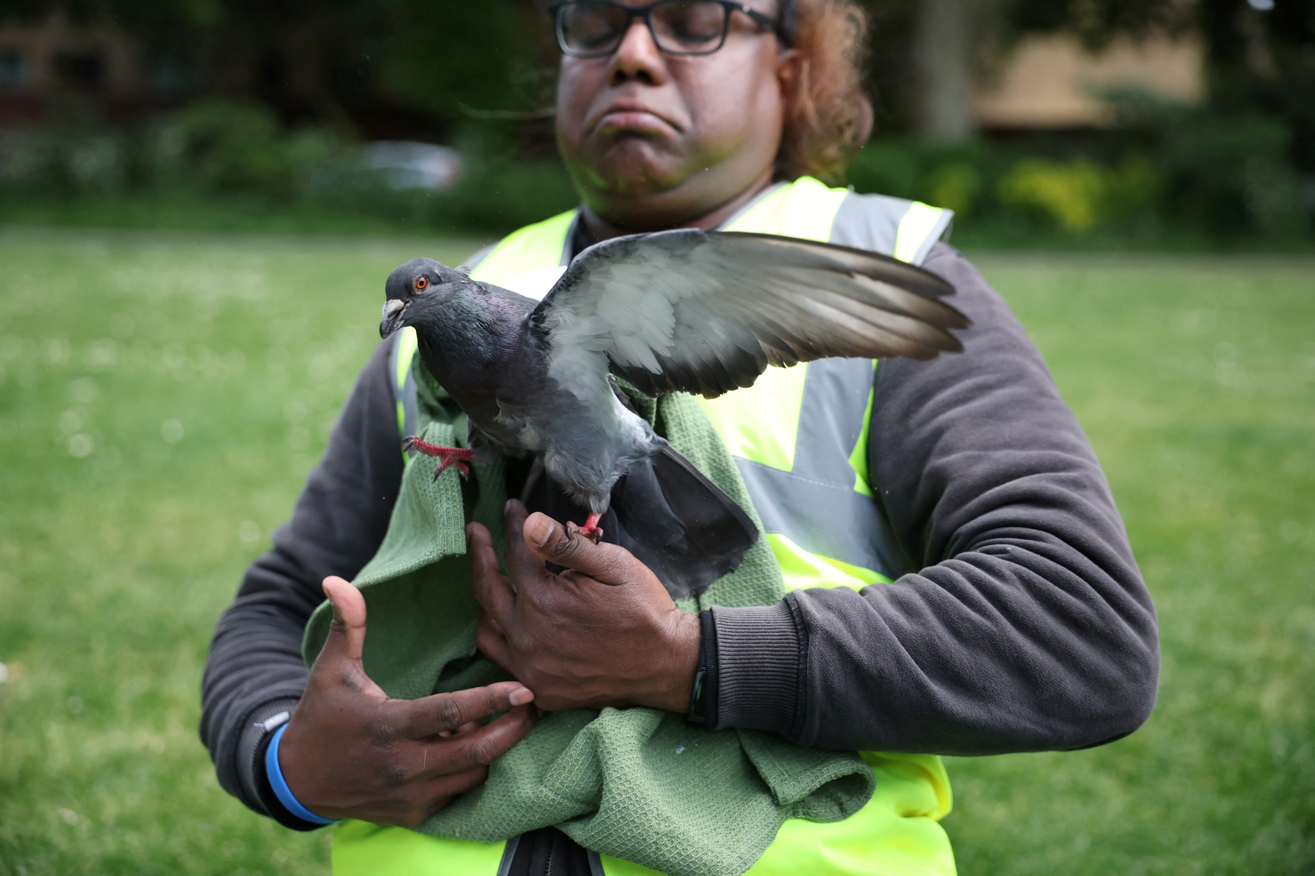 British NGO team finds solace in saving London's pigeons from harm