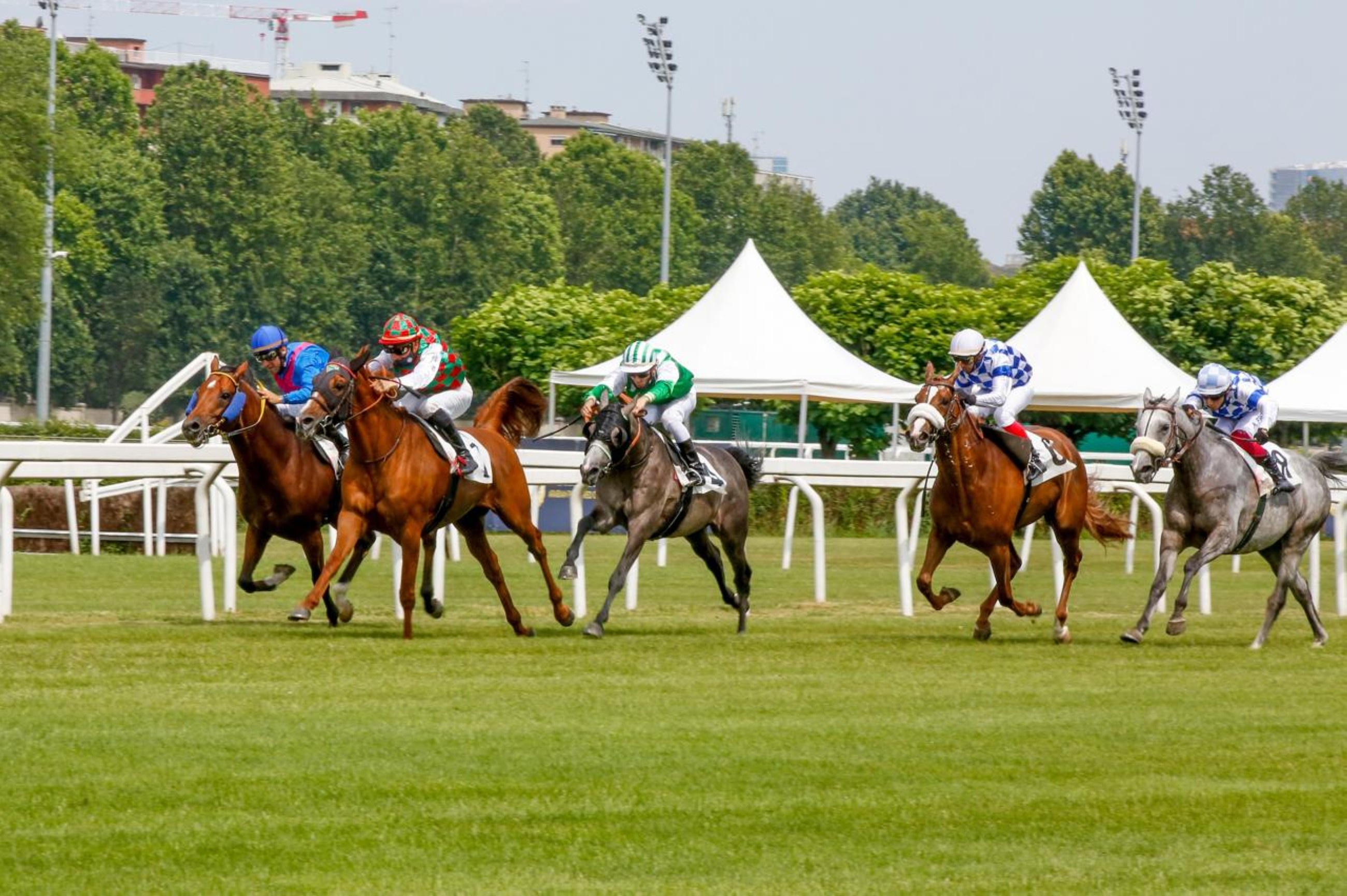 Fifth round of UAE President’s Cup for Purebred Arabians to be held in Italy