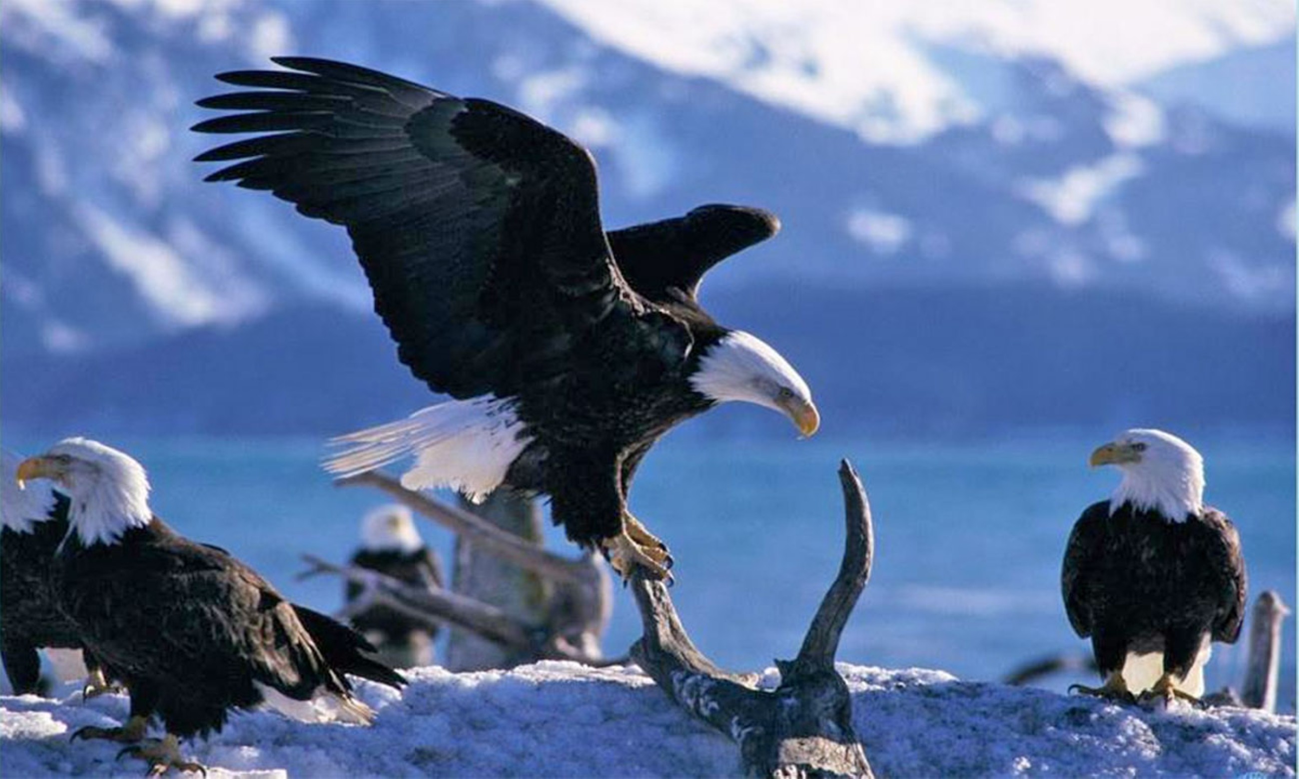 Endangered Species Act faces its own existential threat