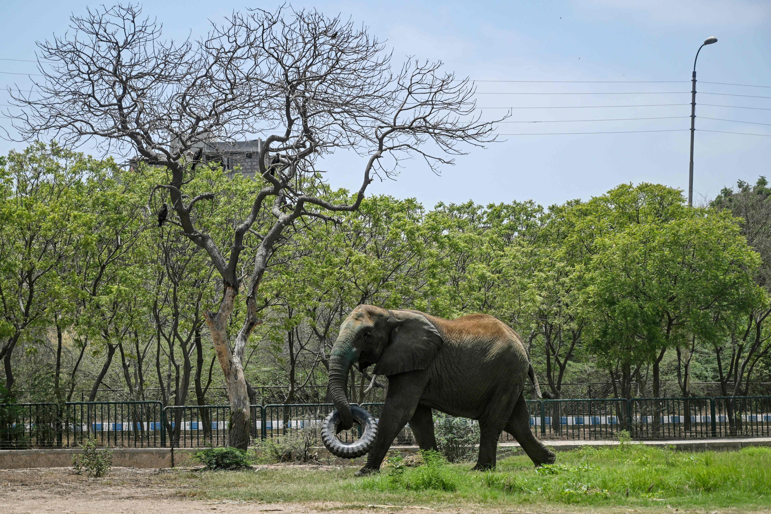 Jumbo task: 400 pills a day for elephants with TB in Pakistan