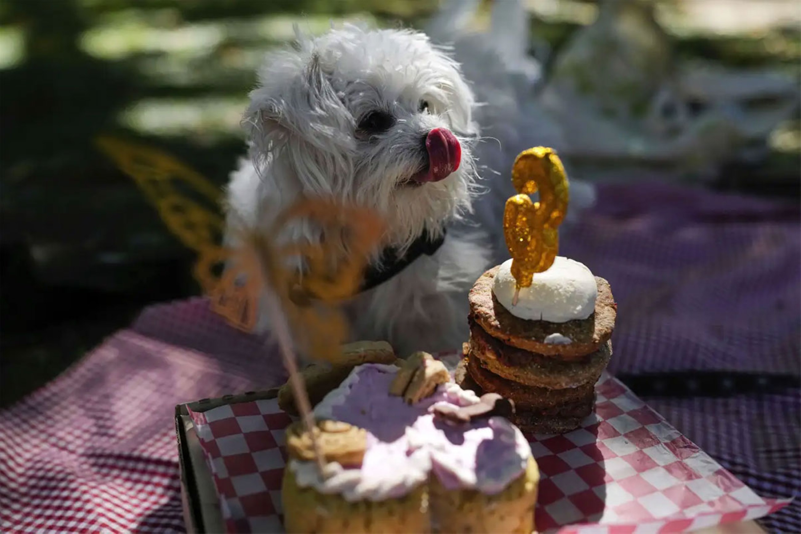 City where people are choosing pampered pets over children