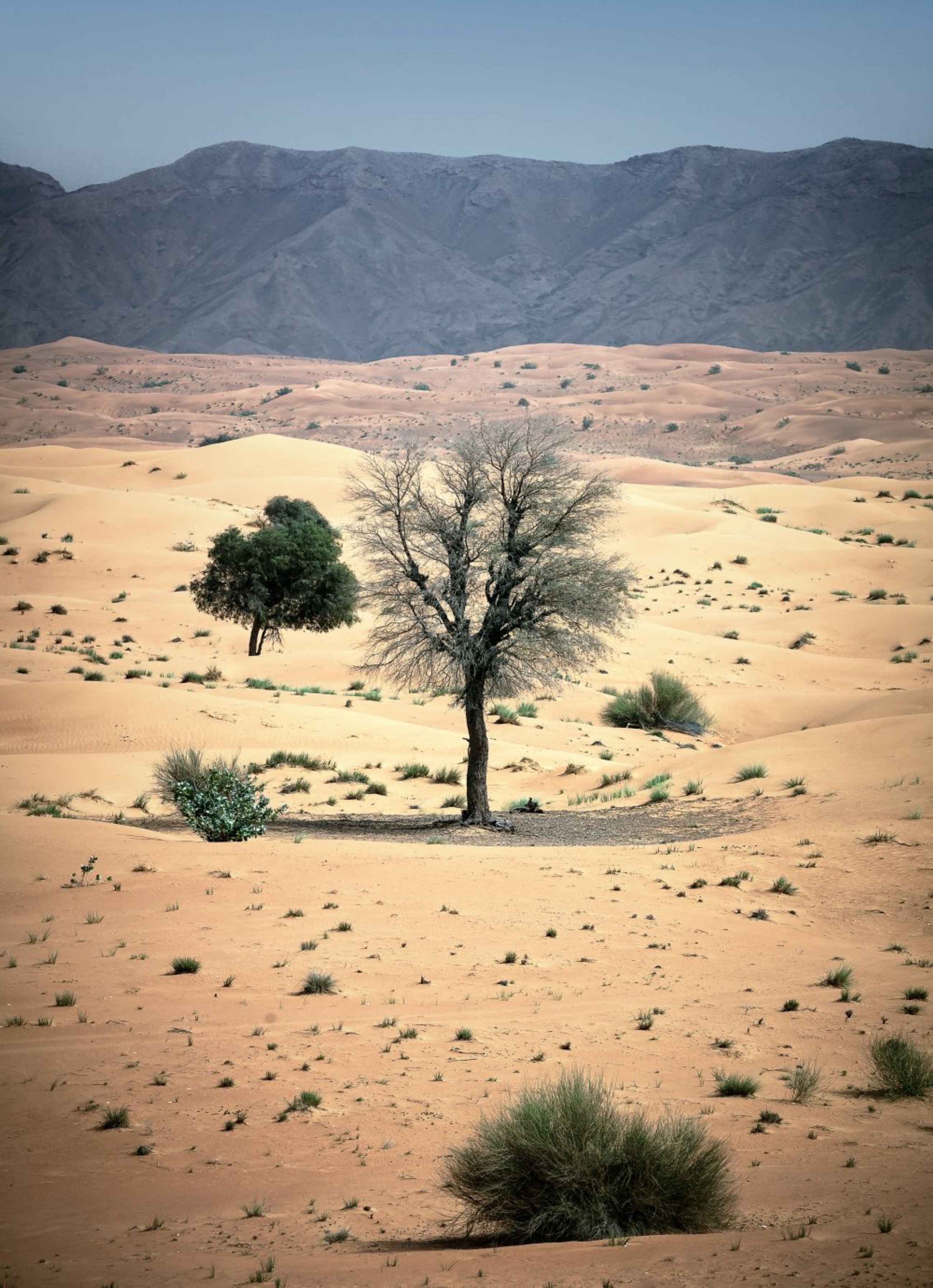 <b>Sharjah’s Faya Palaeolandscape advances in its nomination for inscription on the UNESCO World Heritage List  </b>