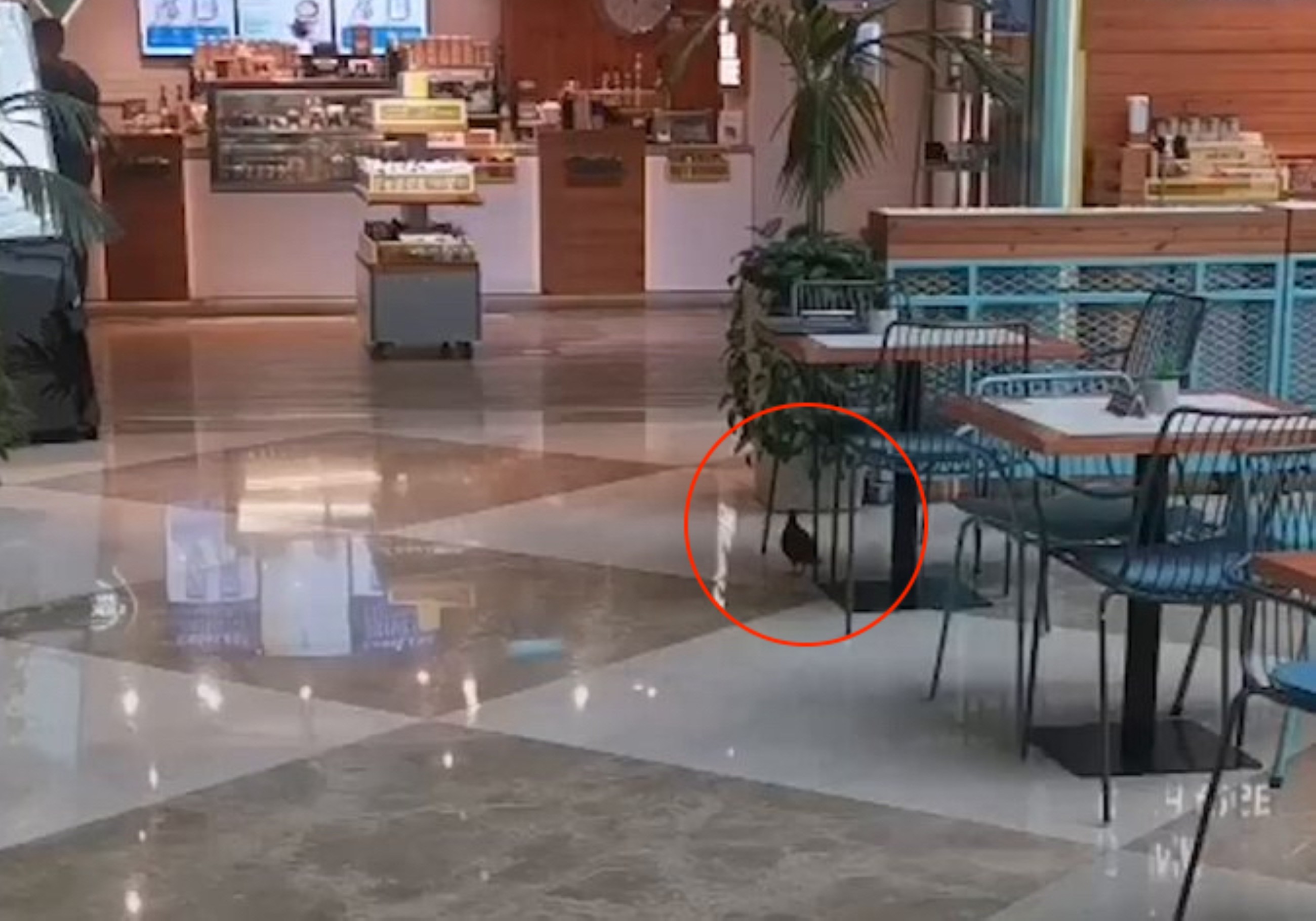 VIDEO: A pigeon seeks refuge from extreme heat at a mall in Dubai
