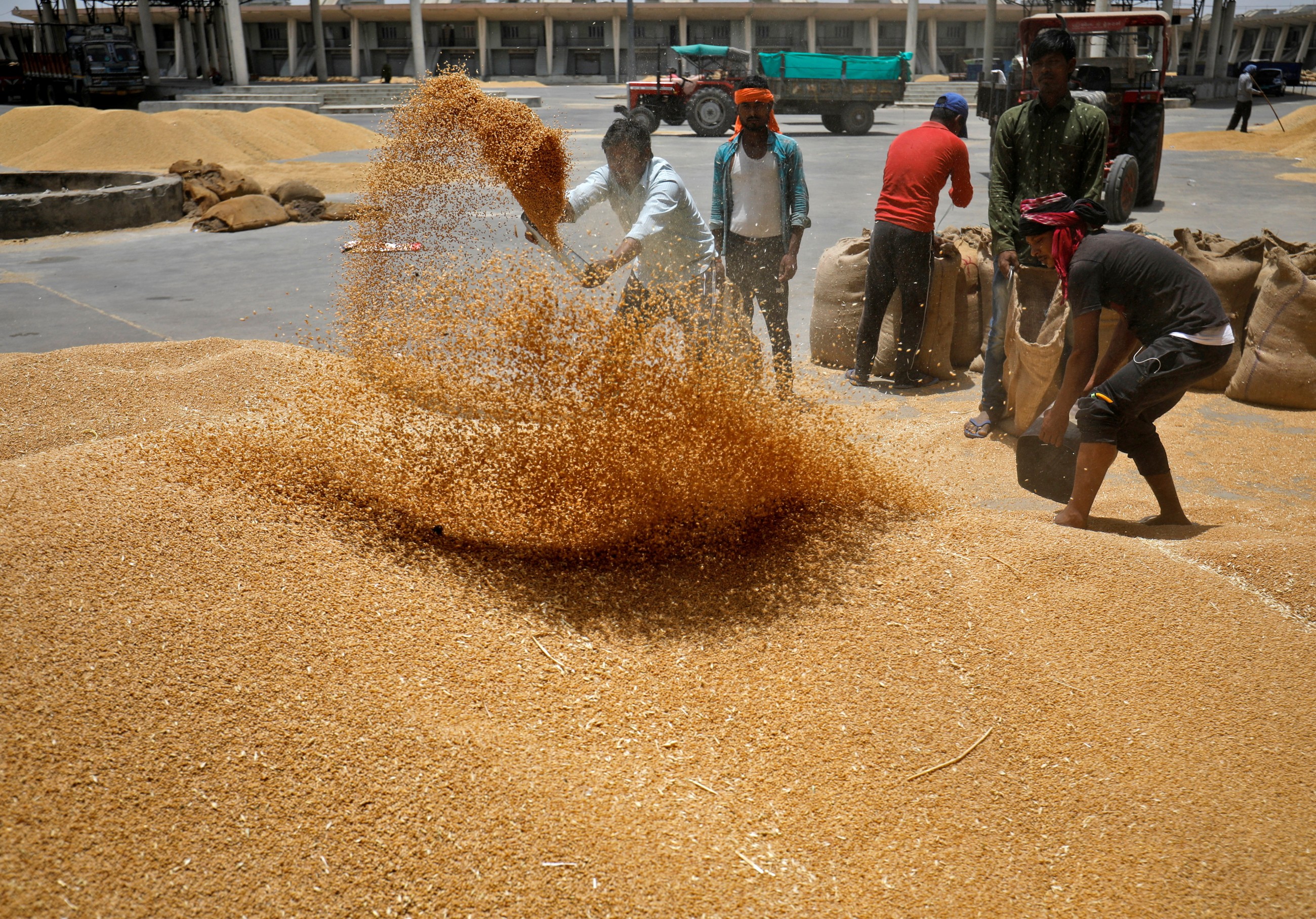 India’s wheat harvest defies market speculation