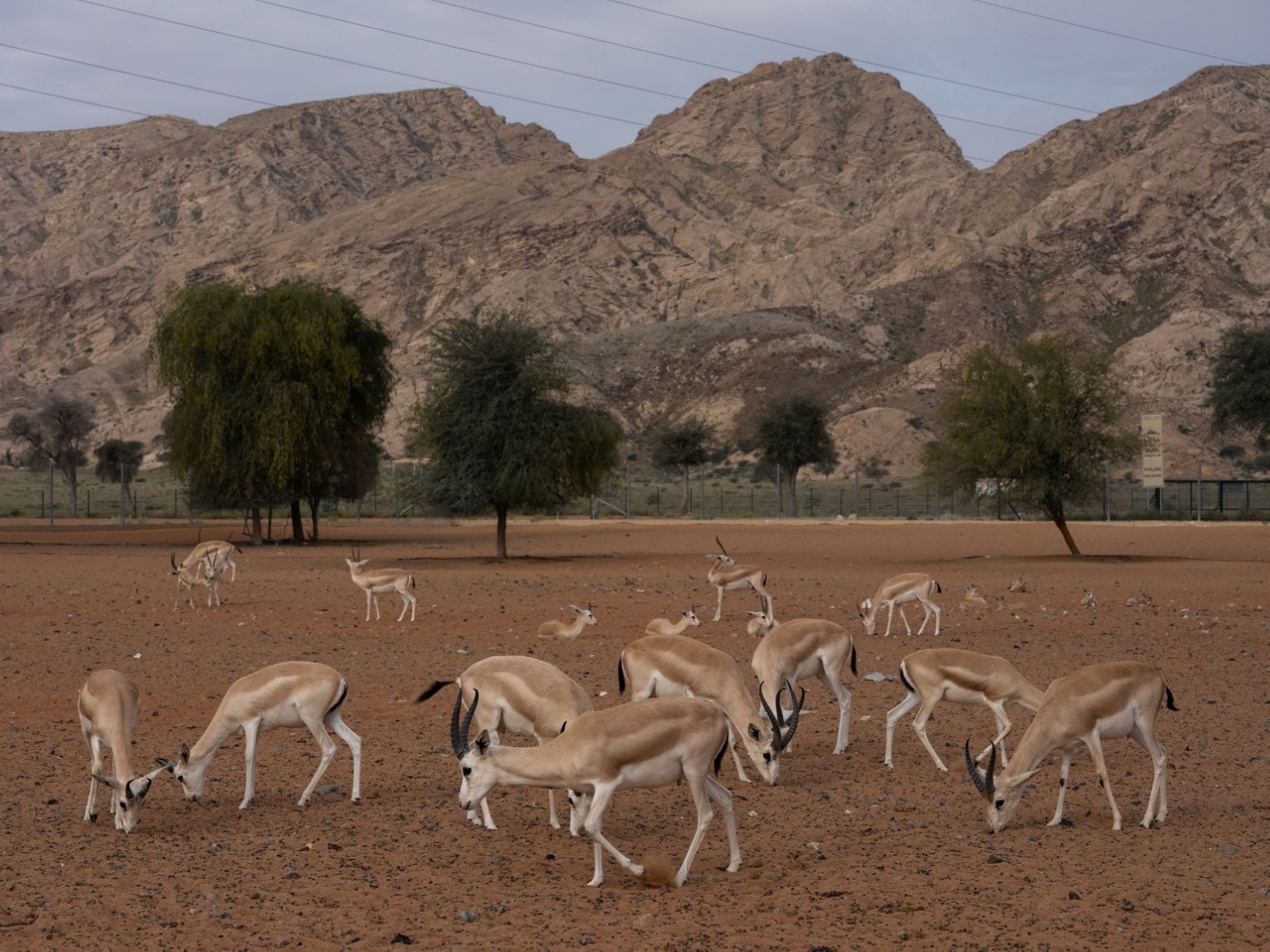 Mleiha National Park records over 100 species of flora, fauna