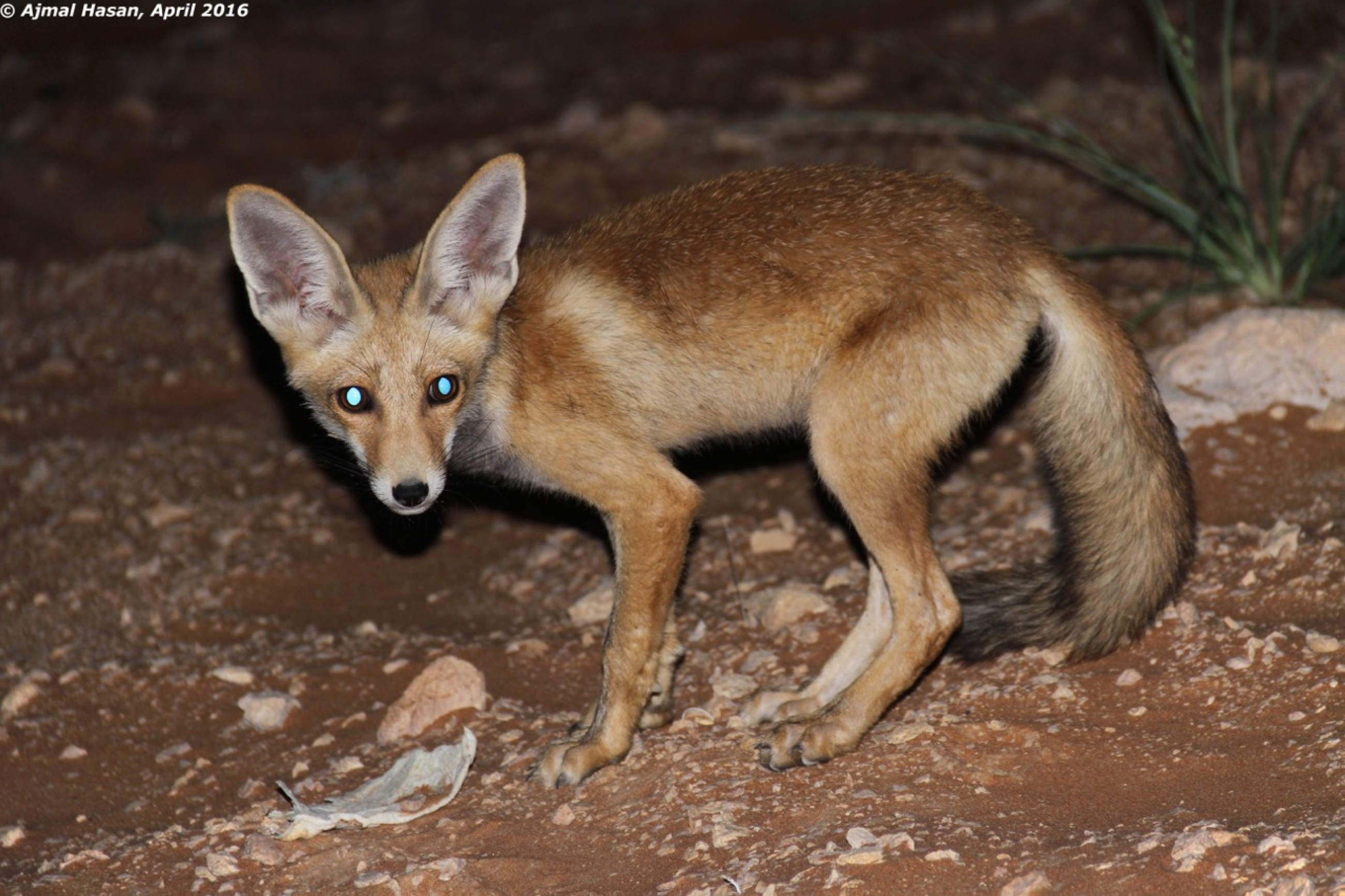 Mleiha National Park records over 100 species of flora, fauna