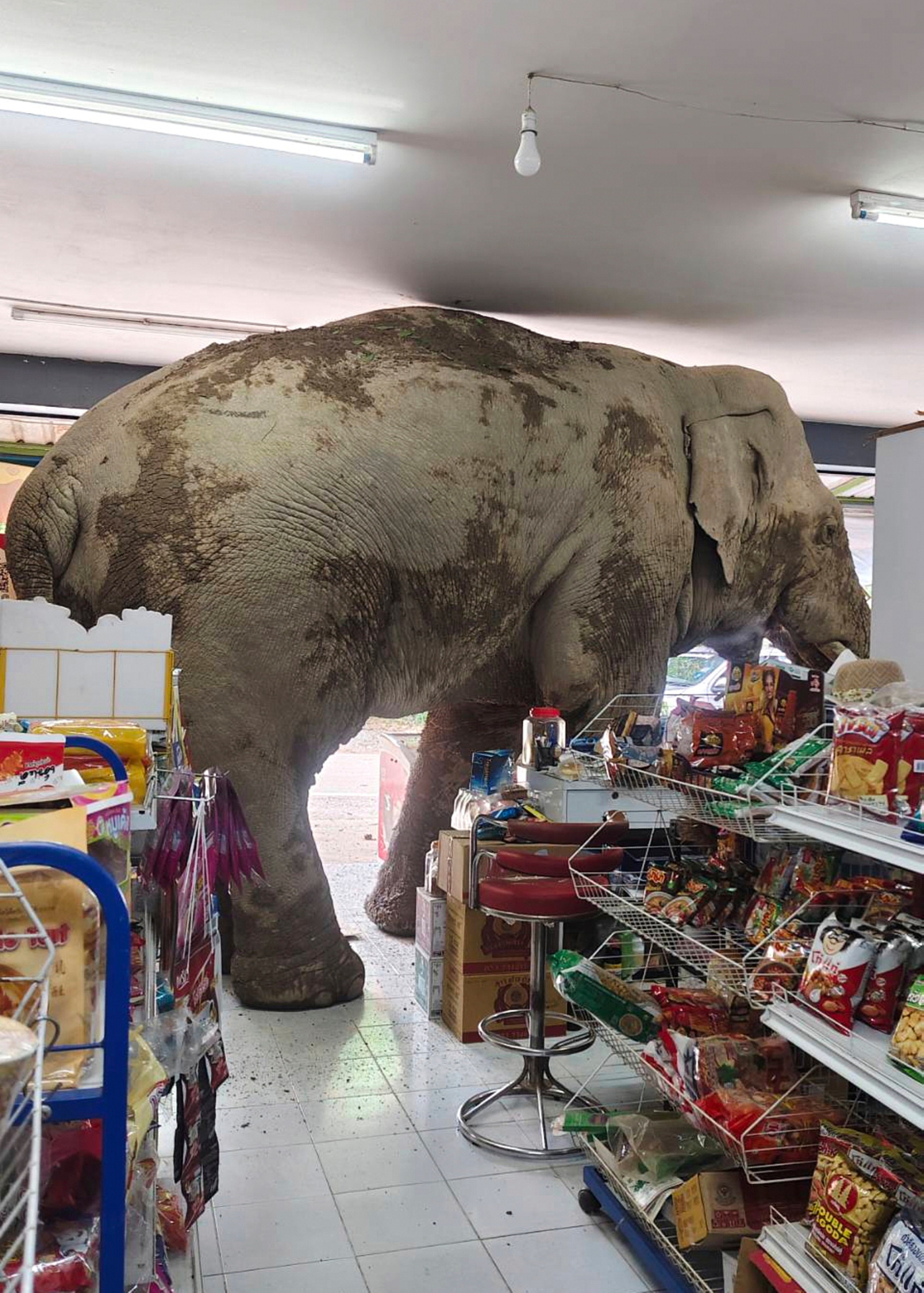 VIDEO: A hungry wild elephant raids a grocery store in Thailand for snacks