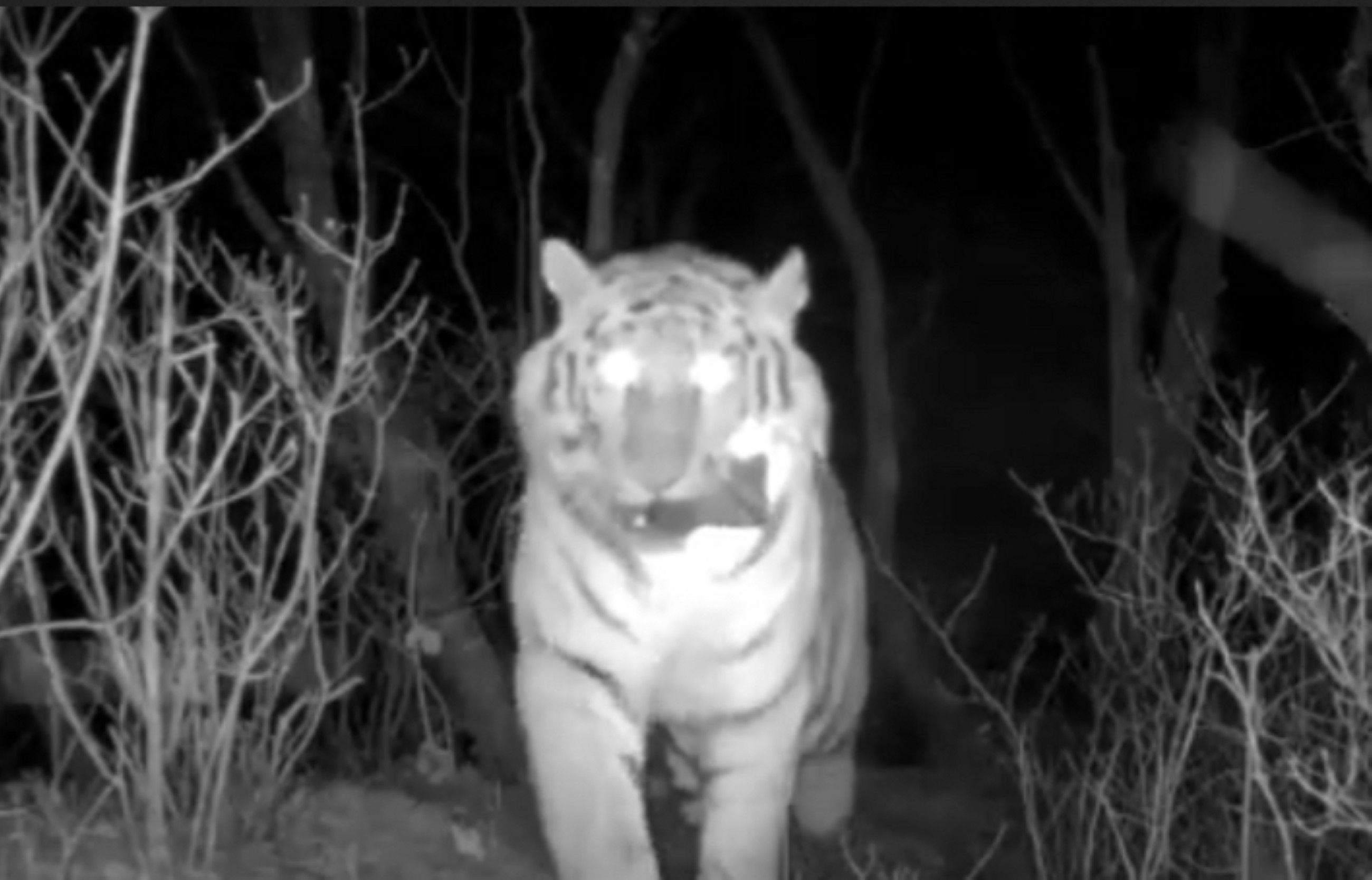 VIDEO: A tiger steals a hidden camera literally carrying it off in its jaws in Russia