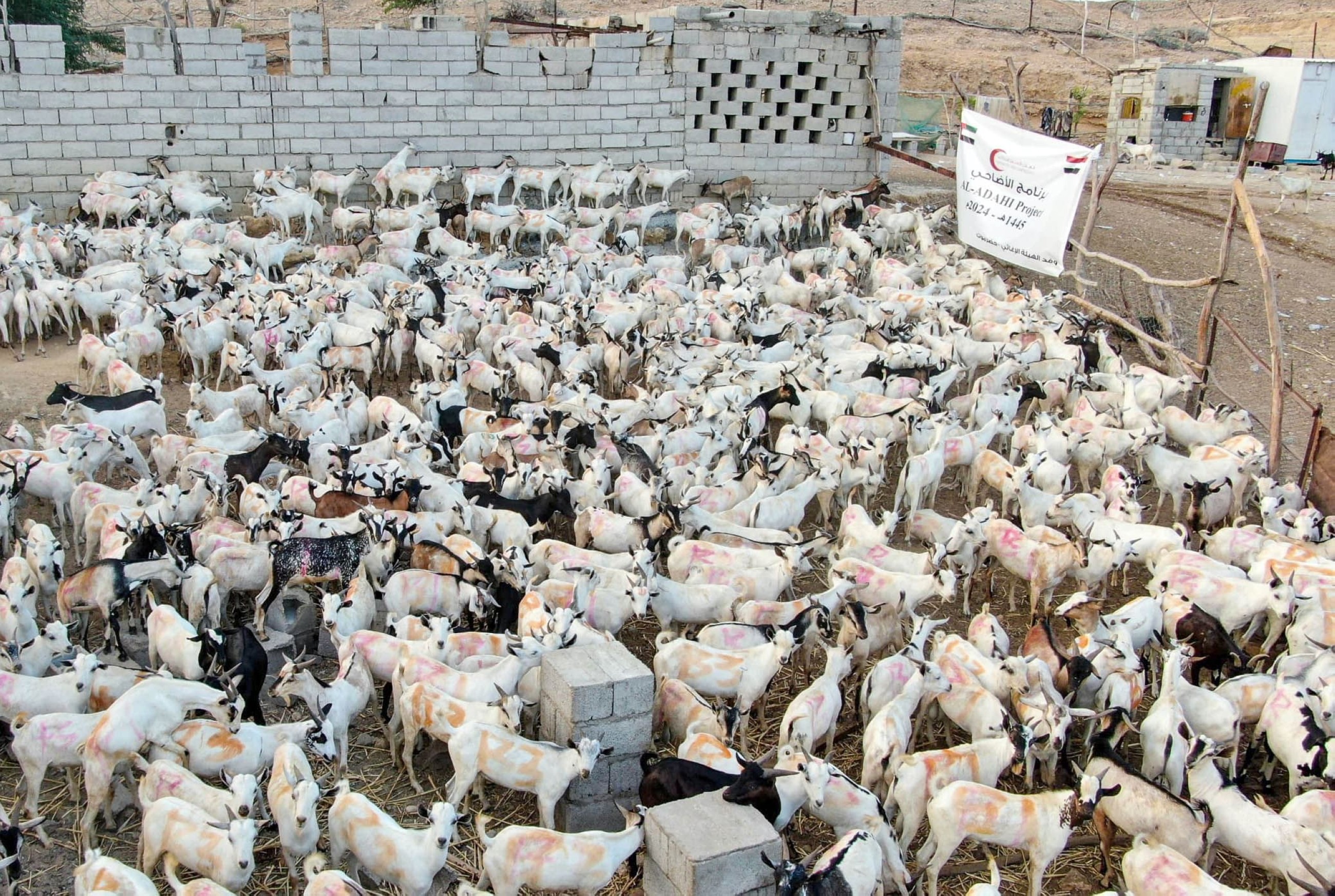ERC distributes sacrificial meat among the needy in Yemen