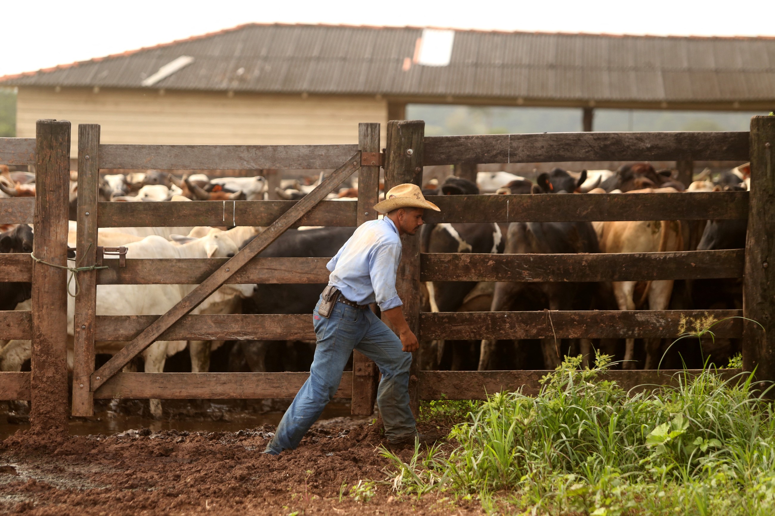 Why ‘King of Cattle’ is embracing a plan to save the Amazon