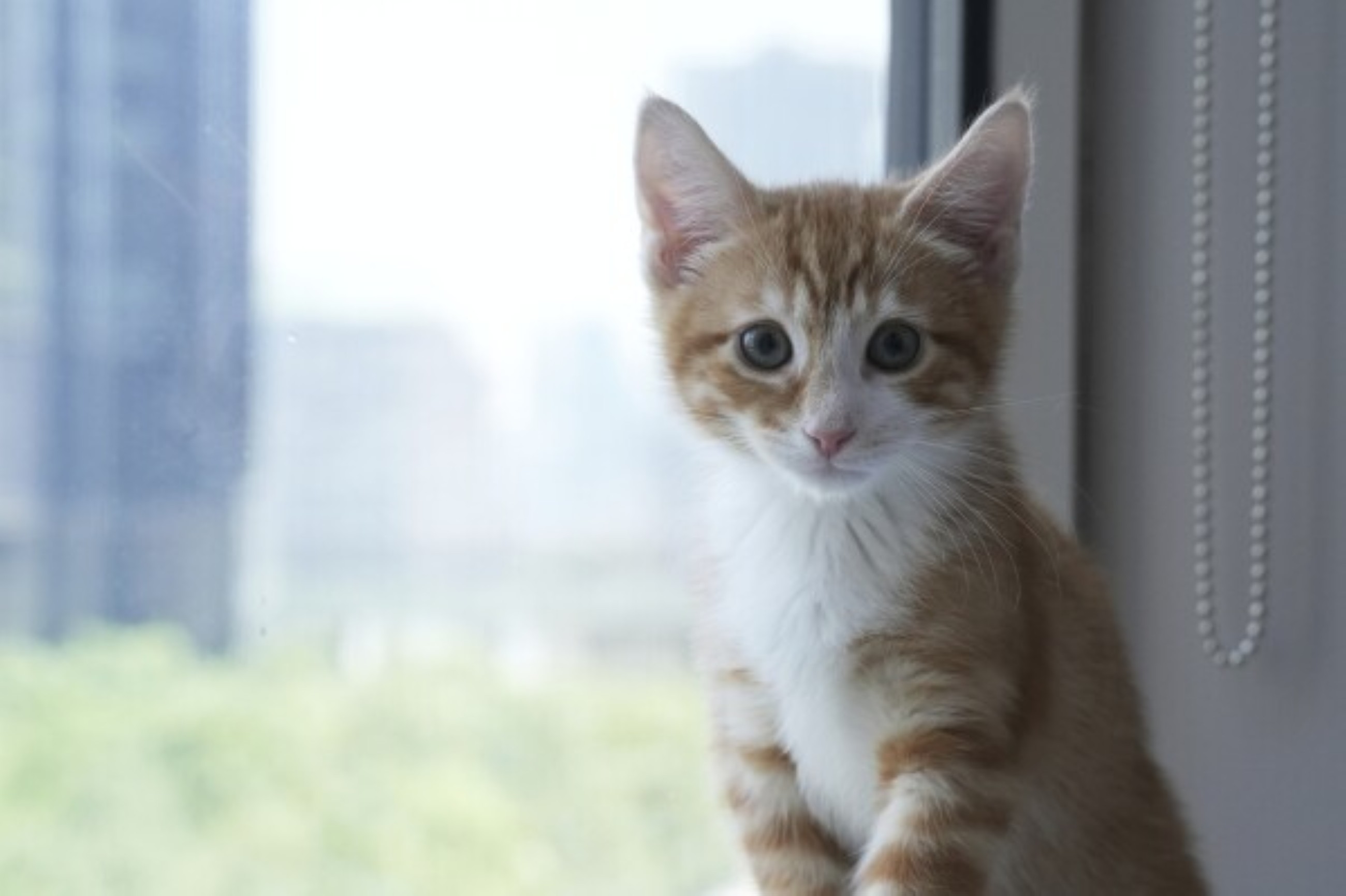 Should you let your pets sleep on the bed? Does it even matter what the experts say?