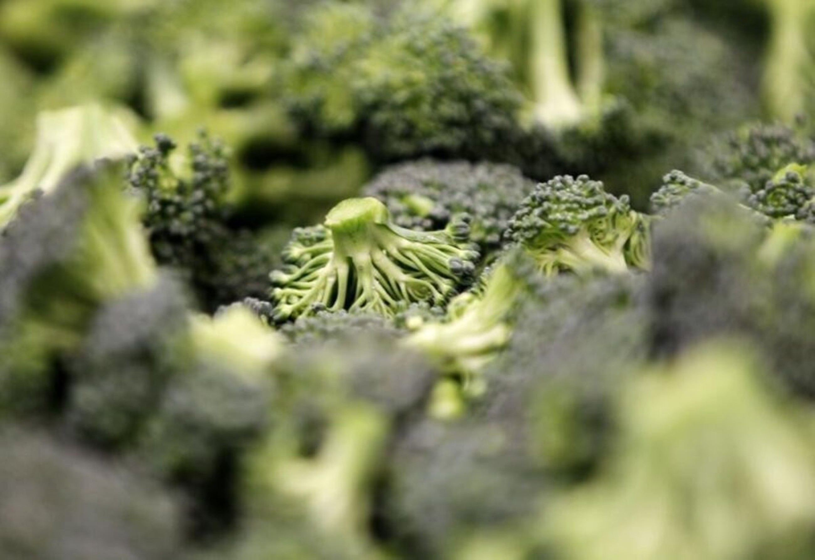 Broccoli and cashew stir-fry: A Malaysian twist