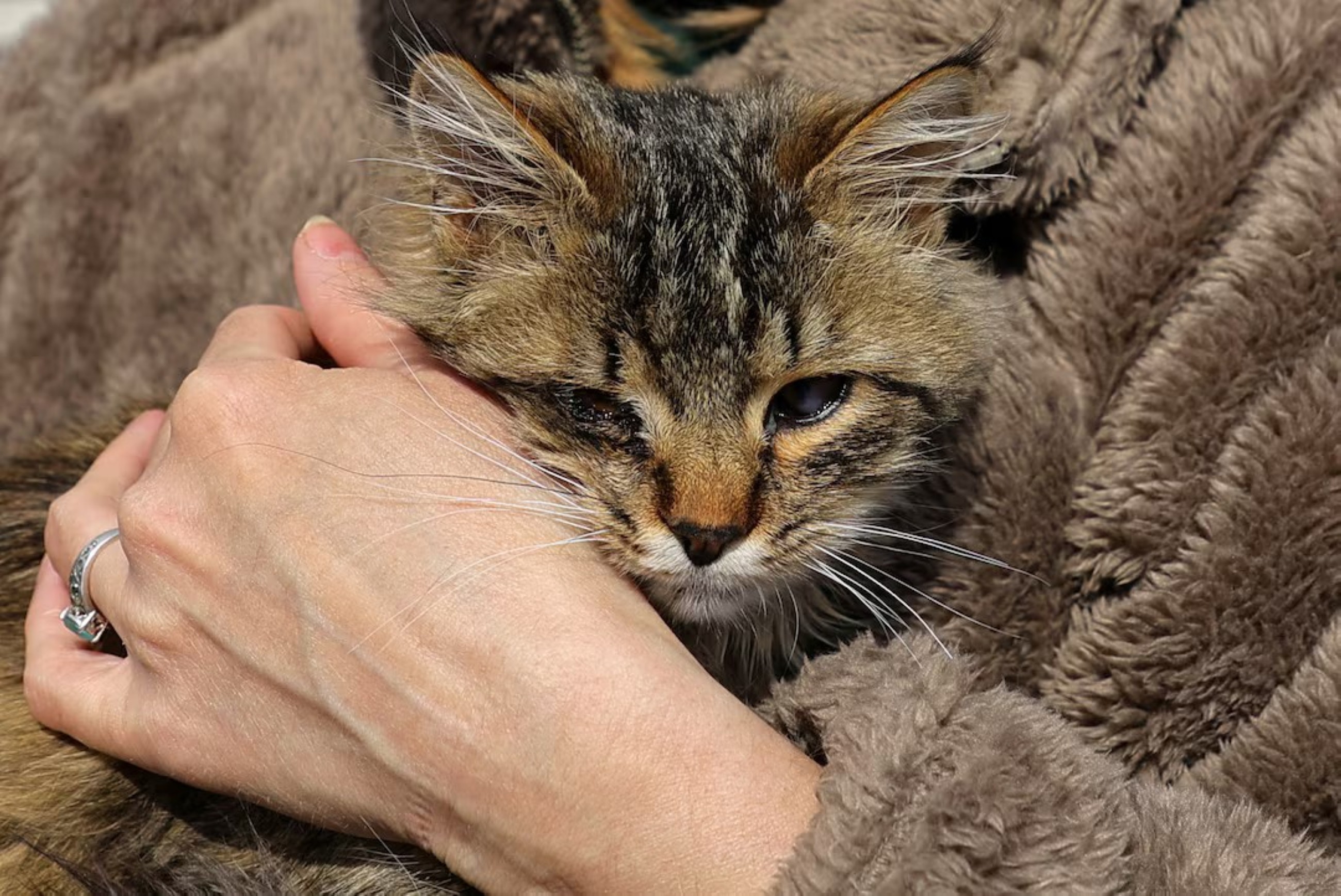 Outrage after cat fur clothing sold in Australia