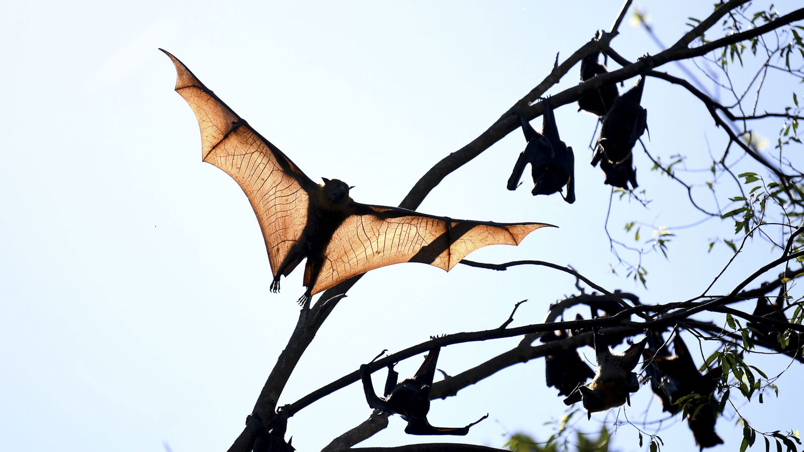 Scientists raise 'urgent concerns' over new bat viruses discovered in China