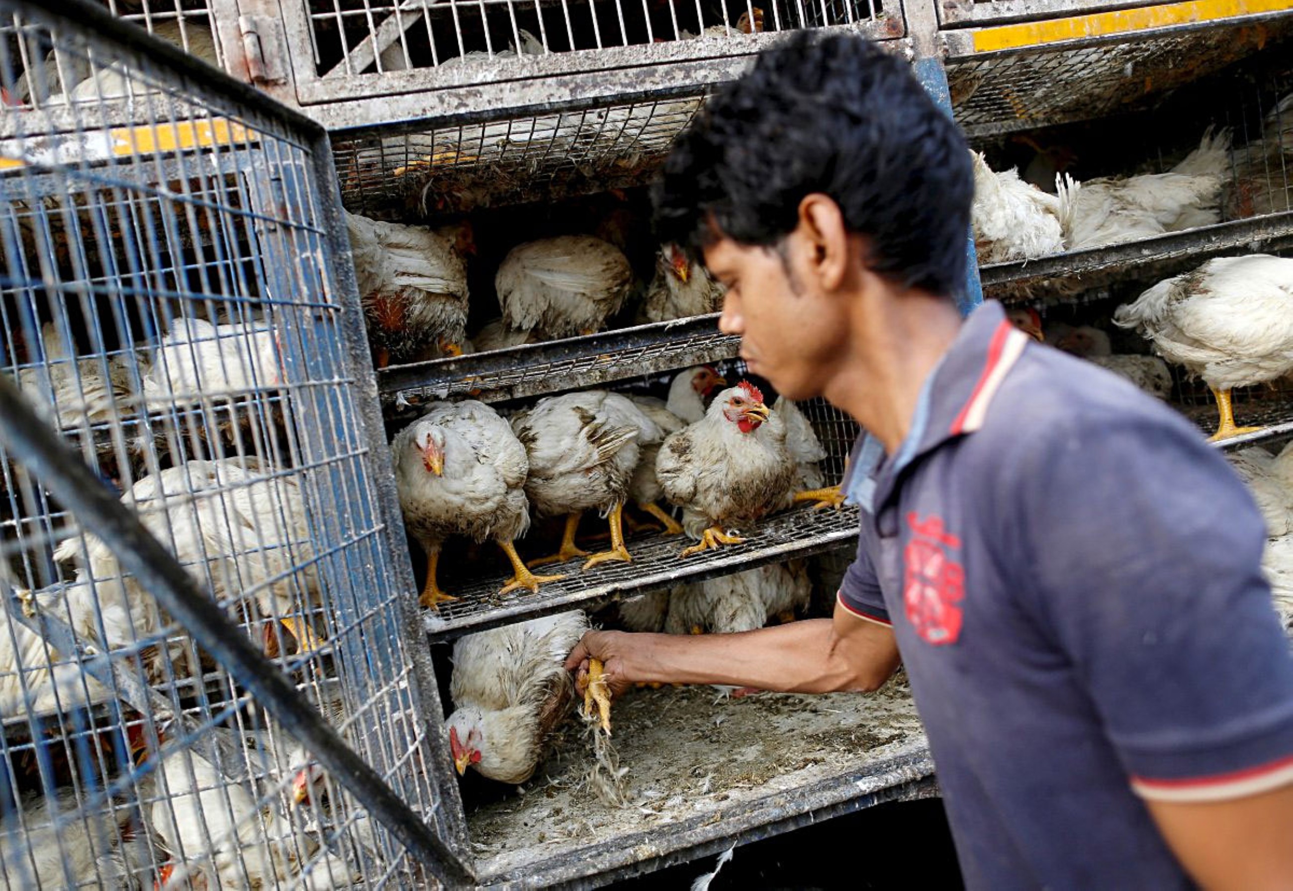 India's biofuel drive pecks at chicken farmer profits