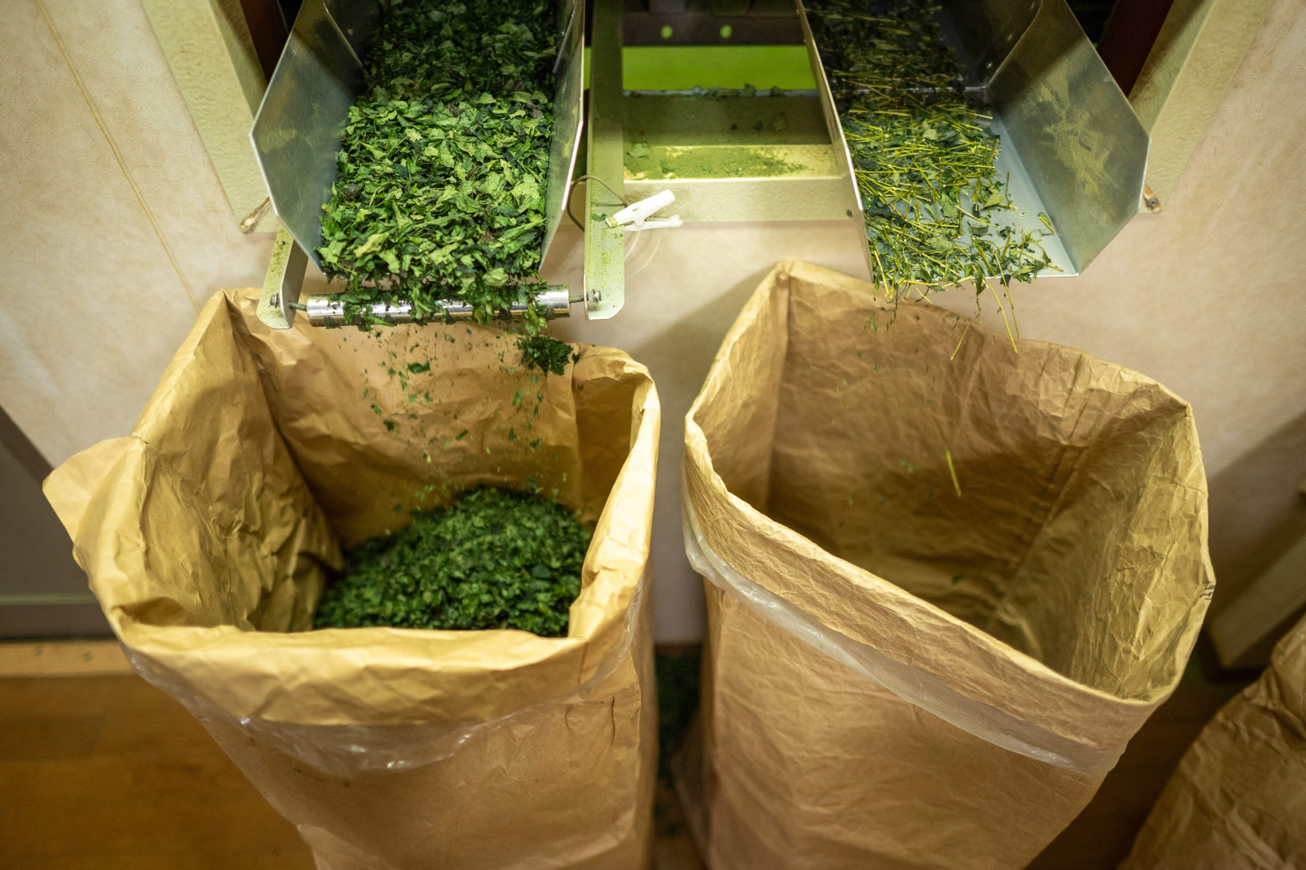 Matcha: The Japanese tea taking over the world