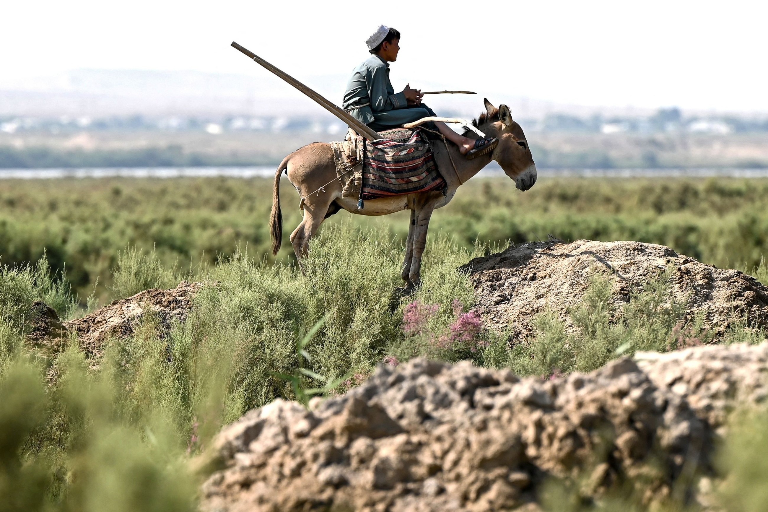 Six million donkeys slaughtered for Chinese medicine: Charity