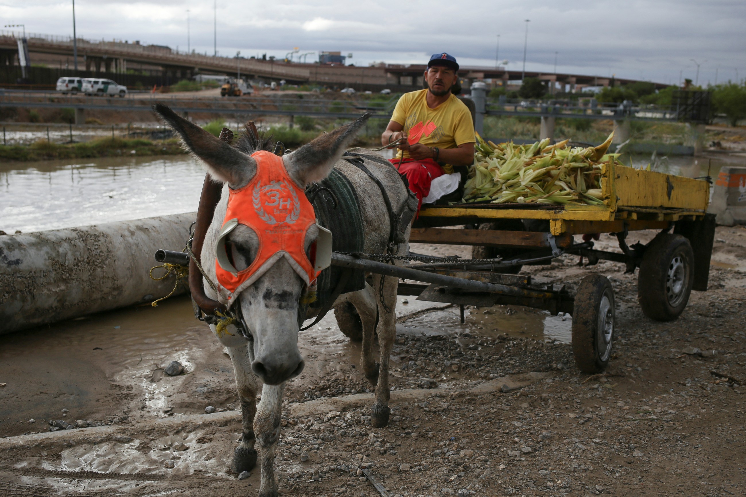 Six million donkeys slaughtered for Chinese medicine: Charity