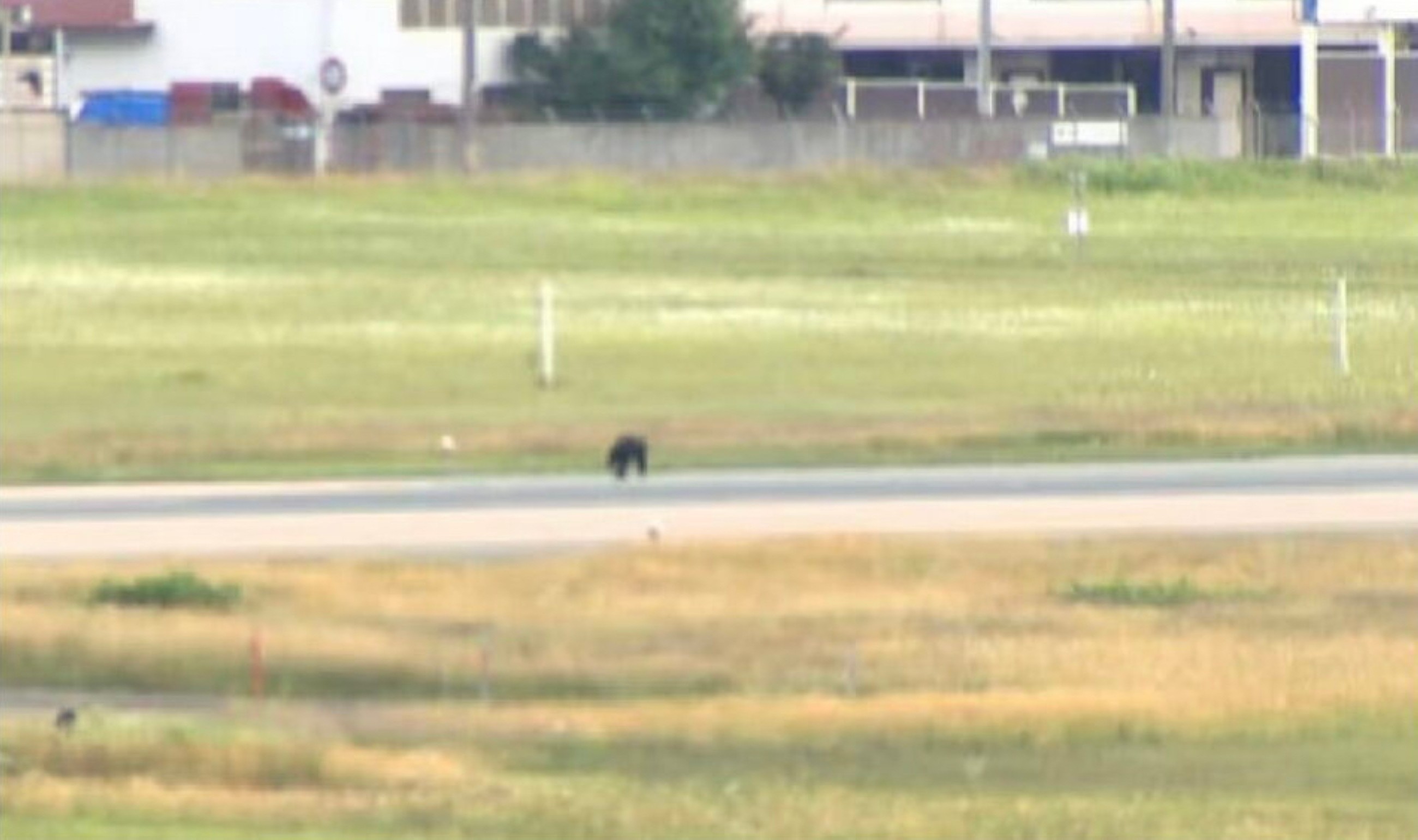 Bear roaming at the runway halts flights at Japanese airport
