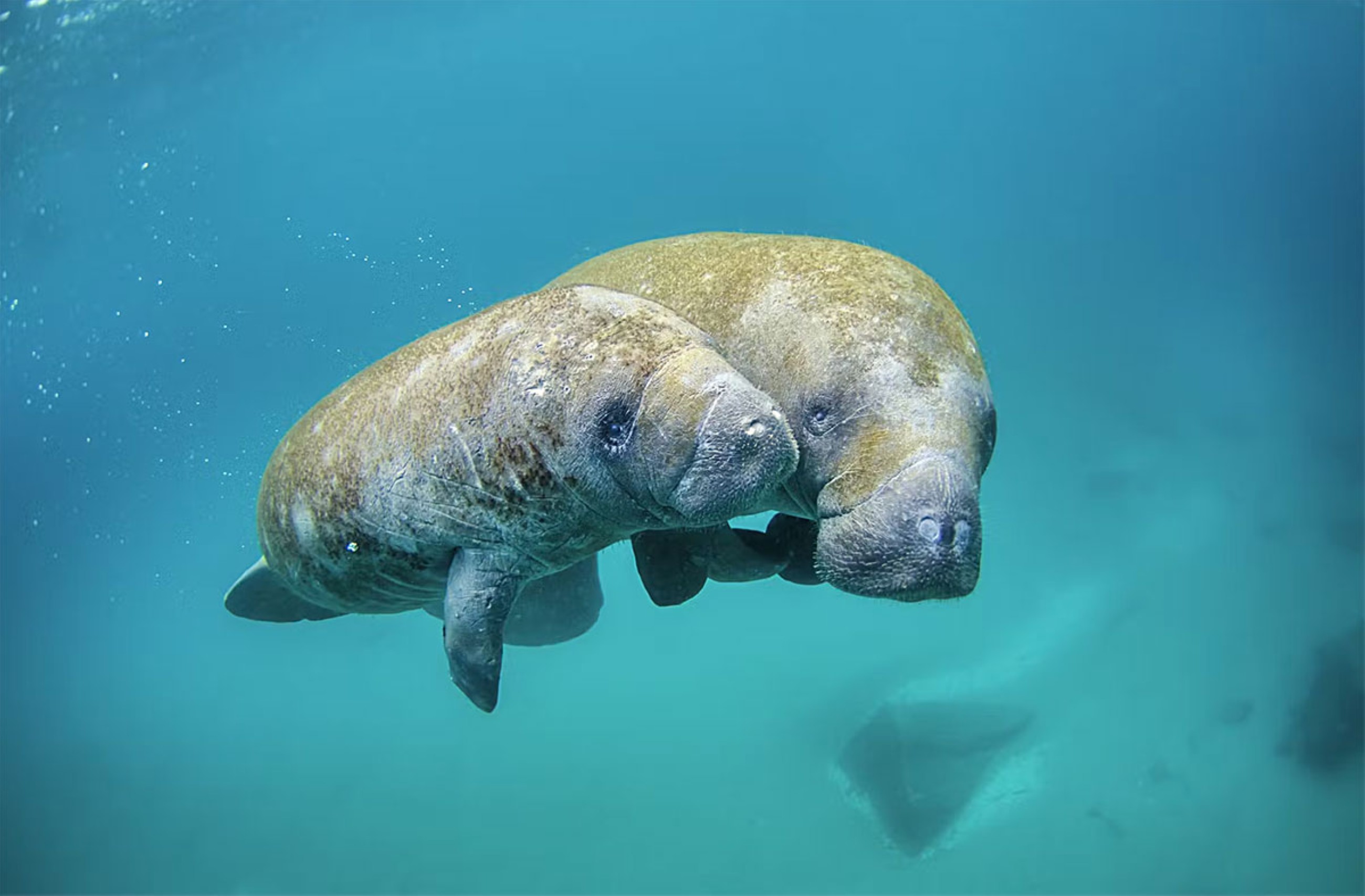 Manatees’ defenders score a major court victory