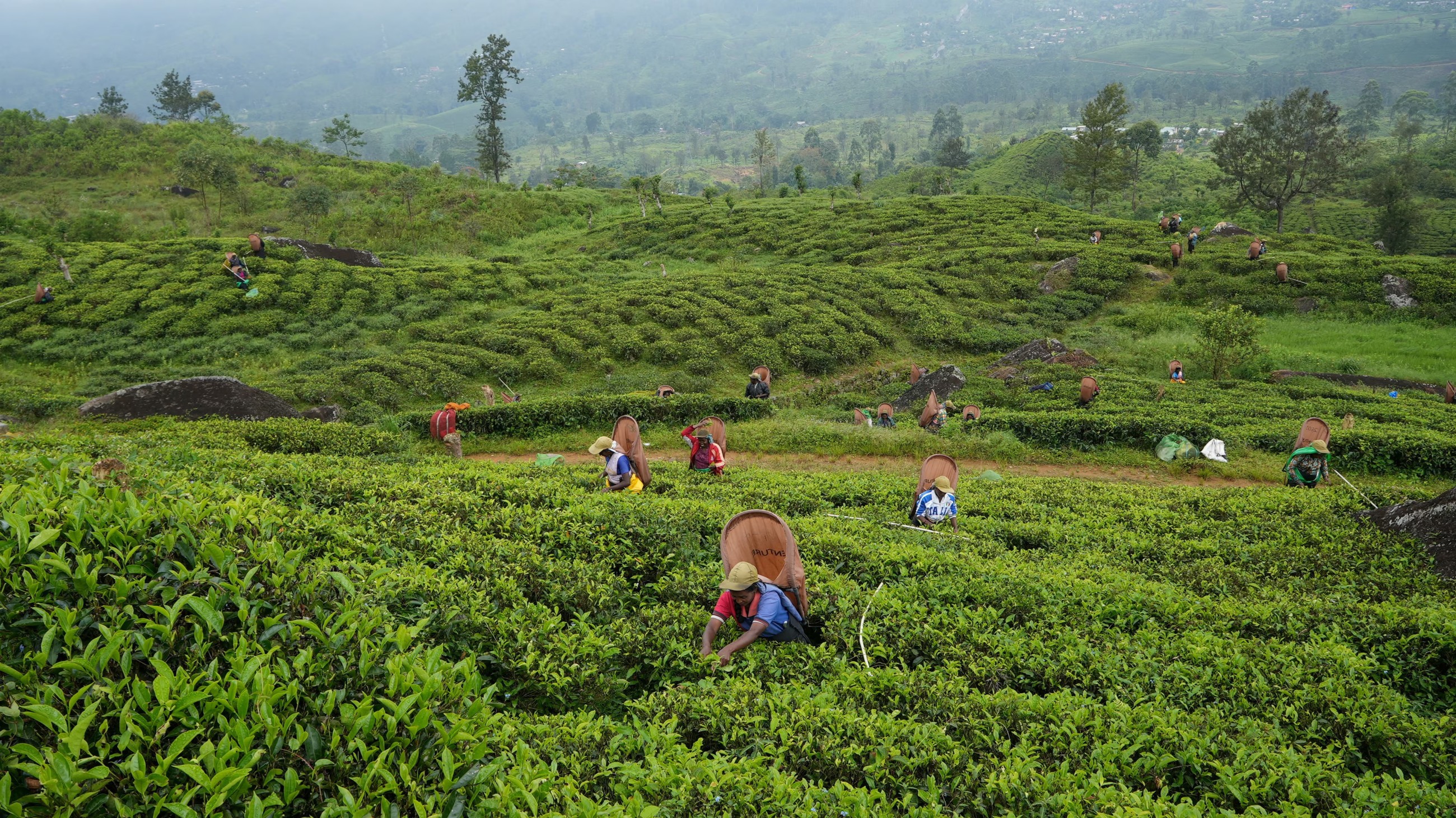 Sri Lanka travel guide: Everything to know before you go