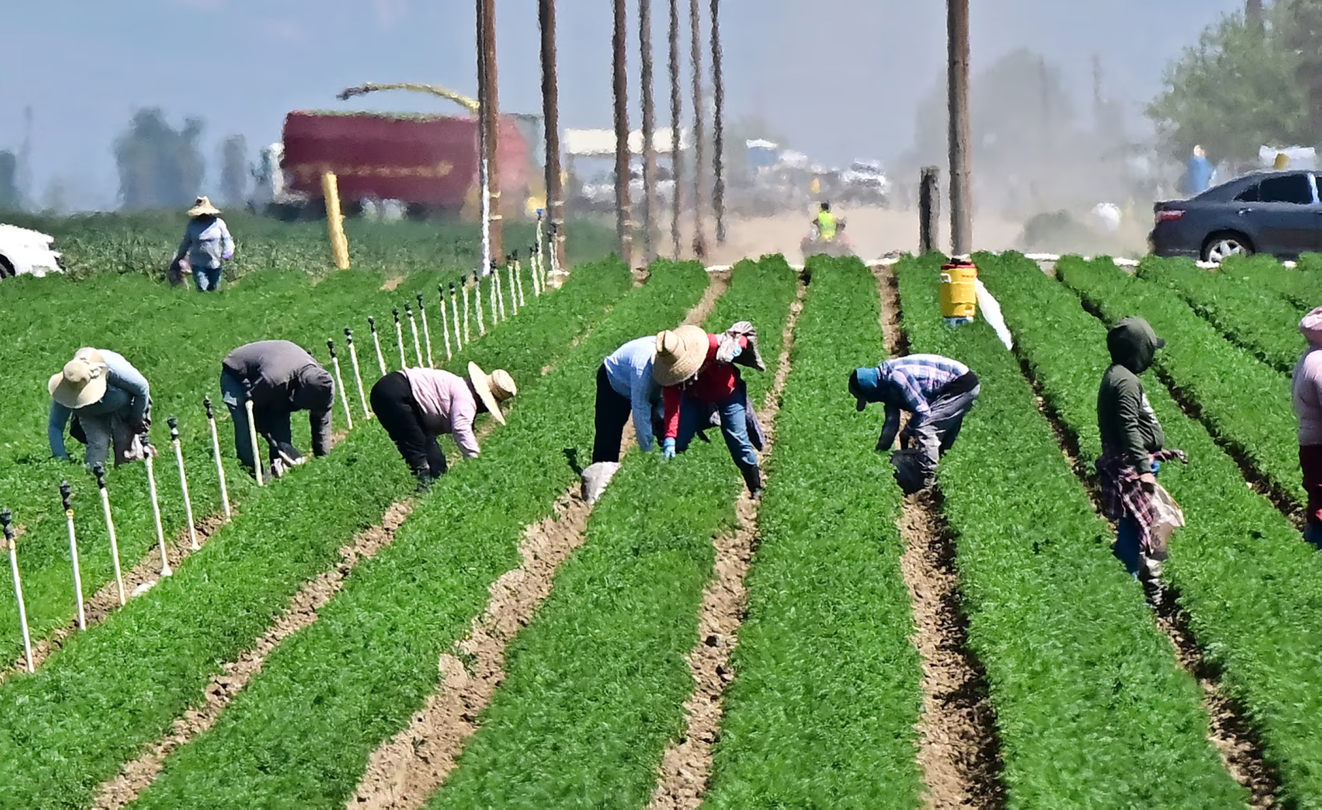 No one to harvest fruits in California