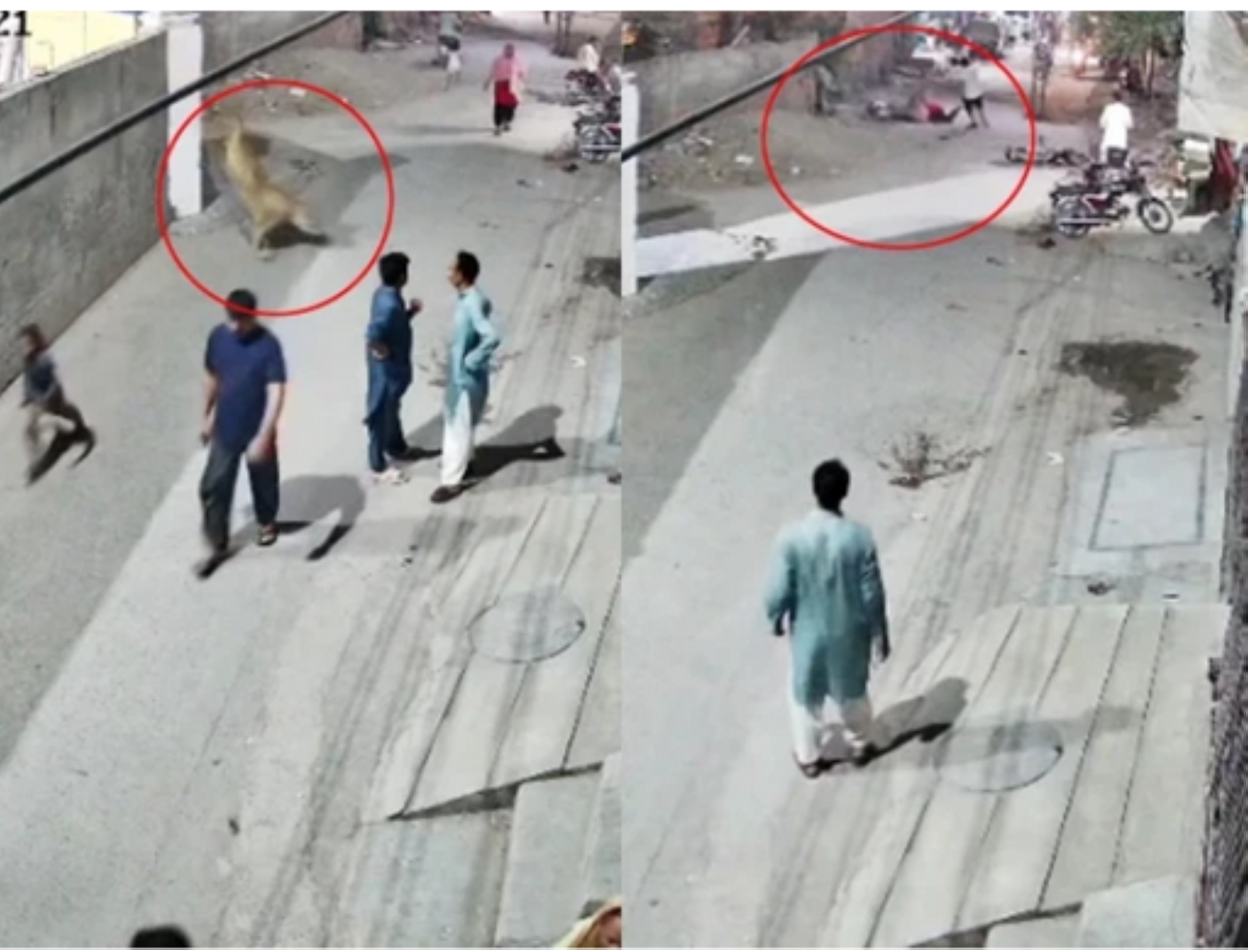 VIDEO: Escaped lion attacks woman, children in Pakistan's Lahore city, owner arrested