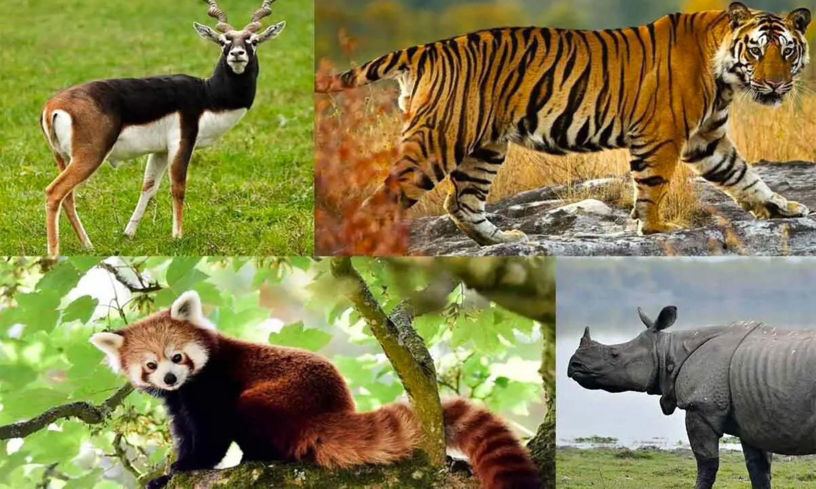 Indian fauna portal records several new entries