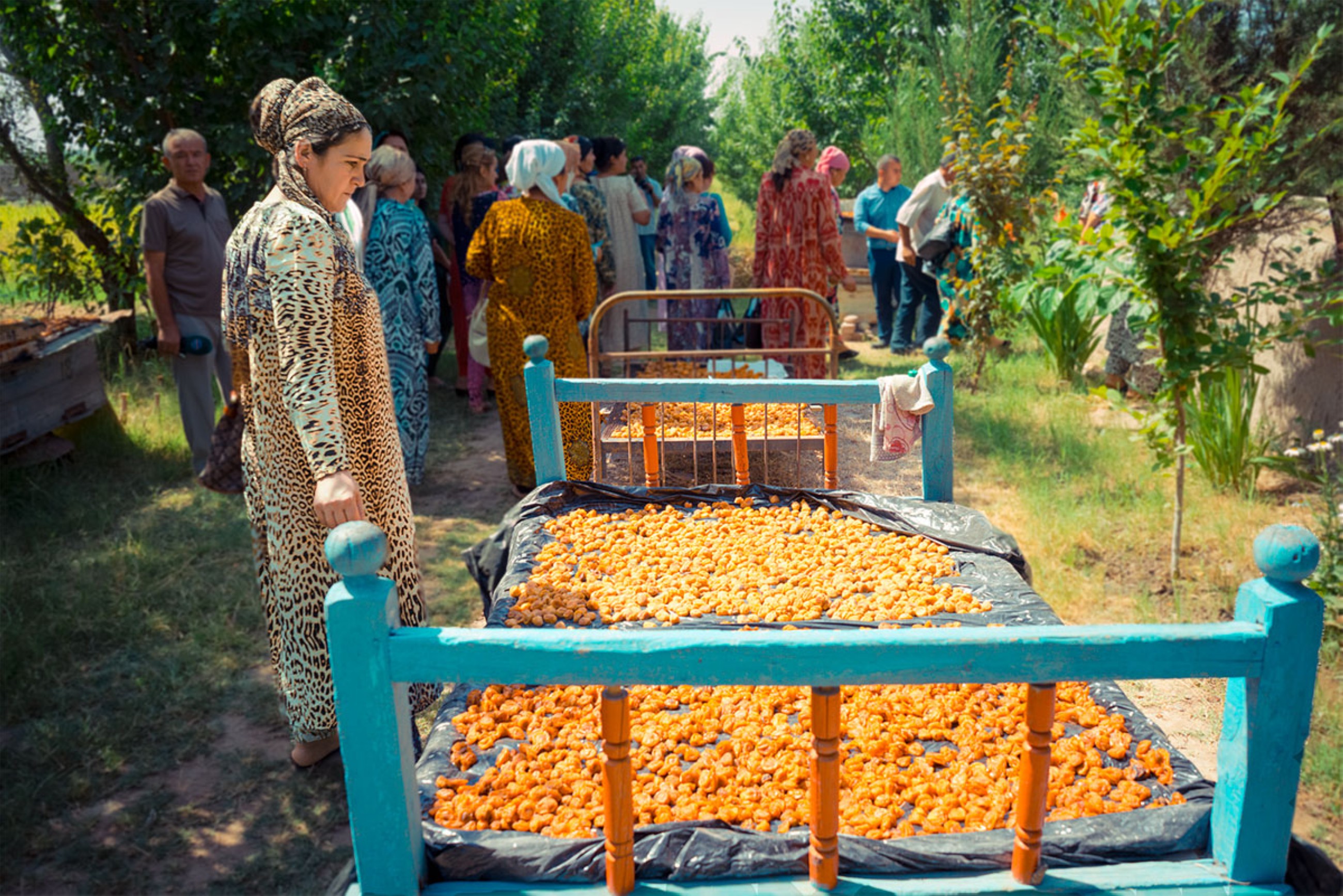 Tajikistan's apricot farmers grapple with climate change
