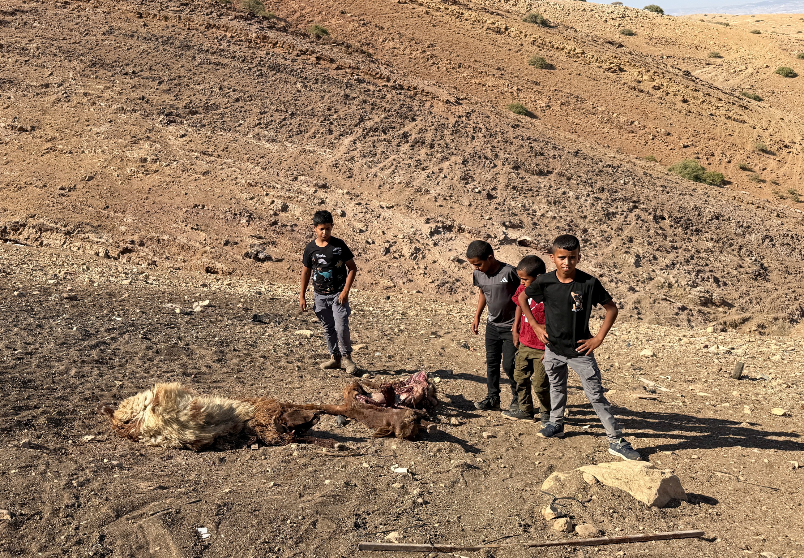 Israeli settlers accused of killing 117 sheep in West Bank attack