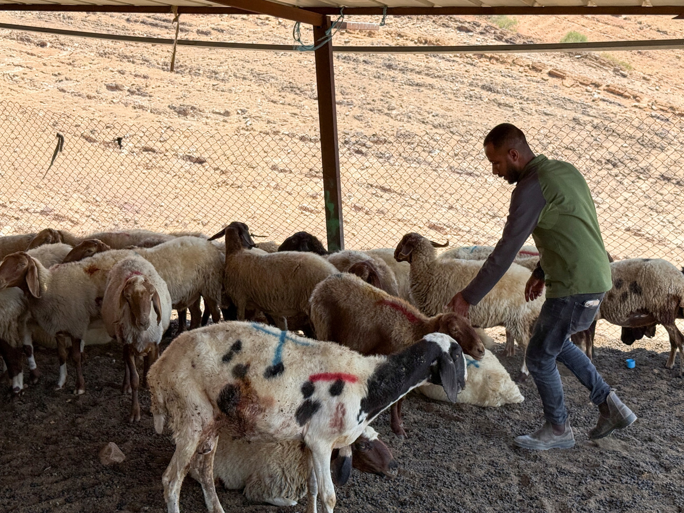Israeli settlers accused of killing 117 sheep in West Bank attack