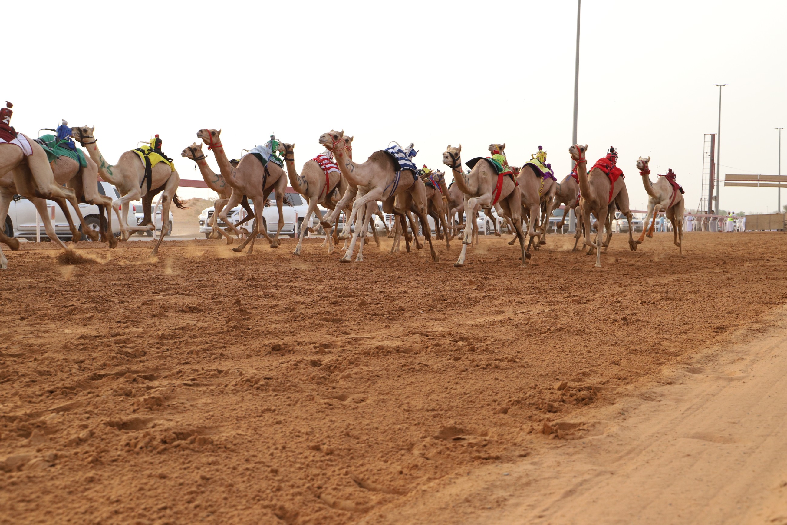 At least 1,000 camels compete in Sharjah 1,500 metre race