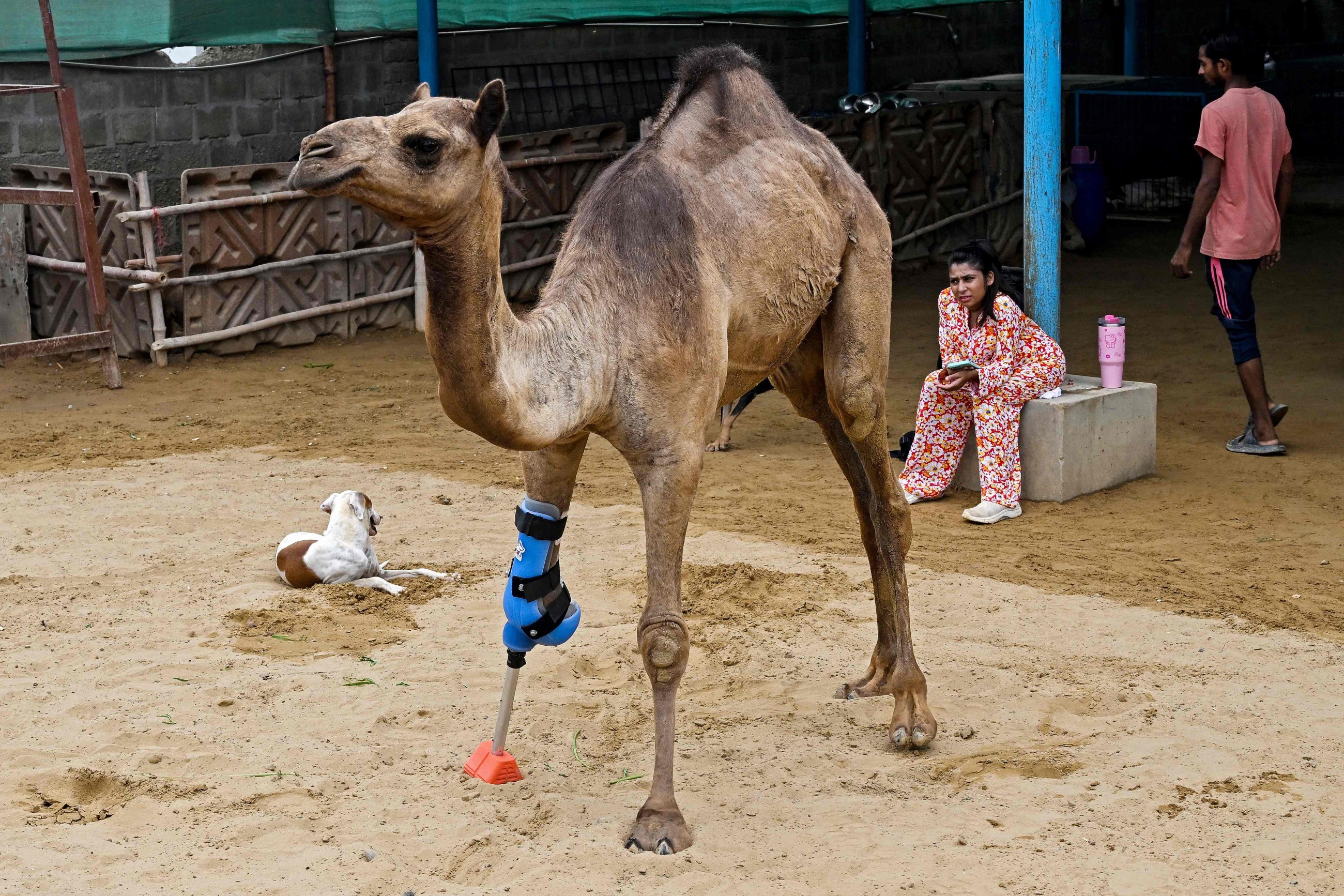 Pakistani camel relearns to walk with prosthetic leg
