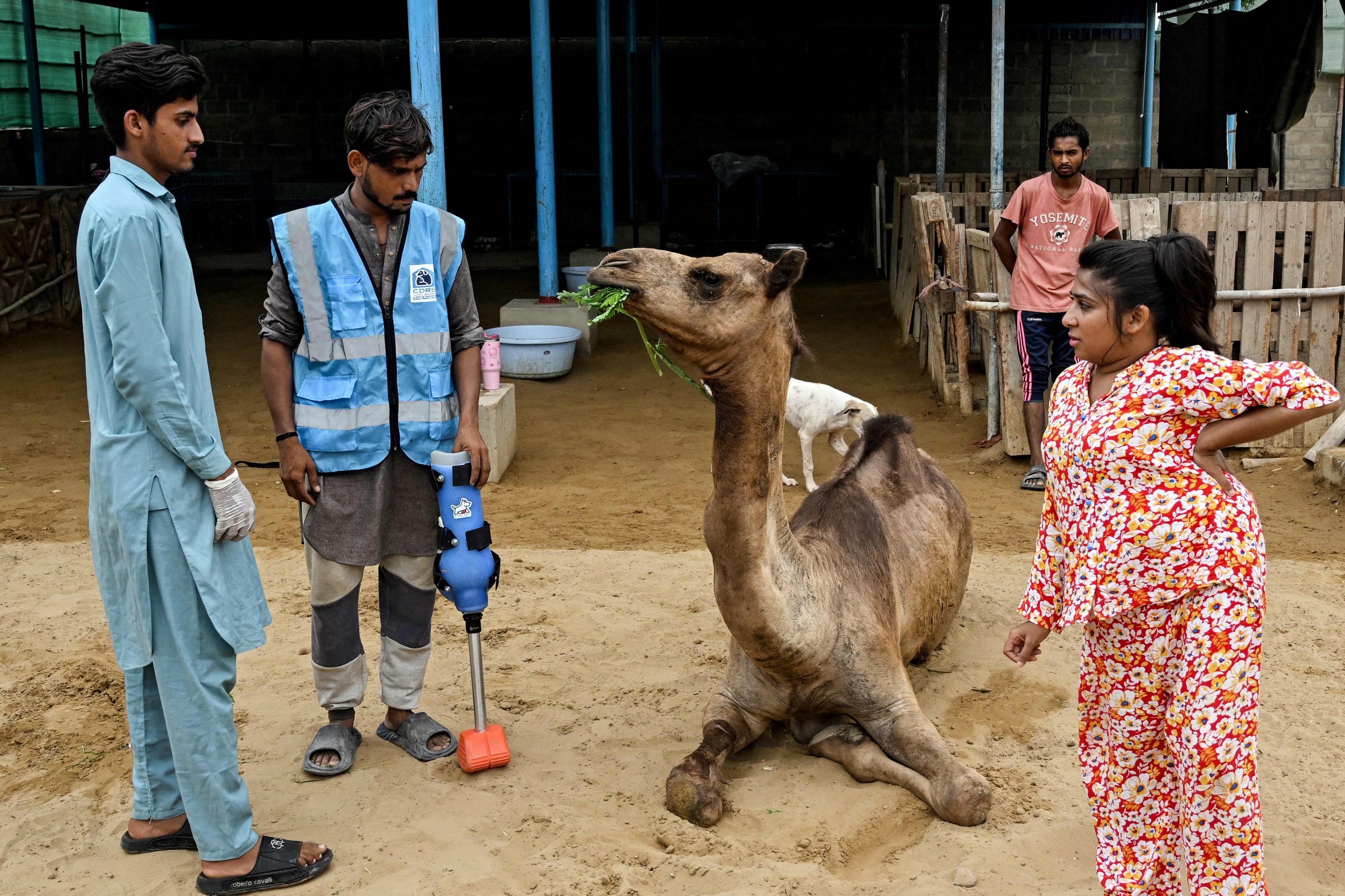 Pakistani camel relearns to walk with prosthetic leg