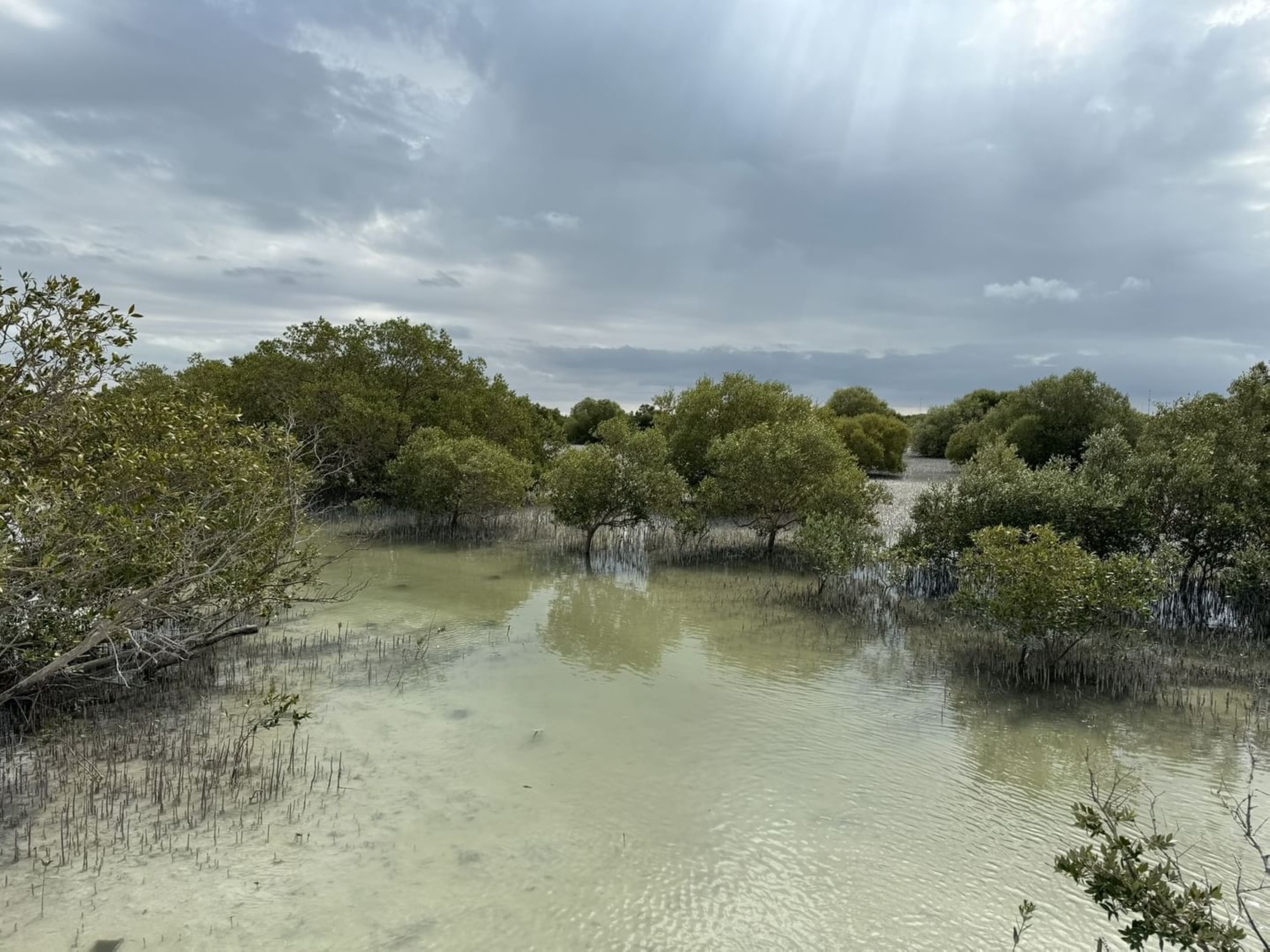 Mangroves are a ‘natural shield’ against rising seas, says UAE Minister Dr Amna