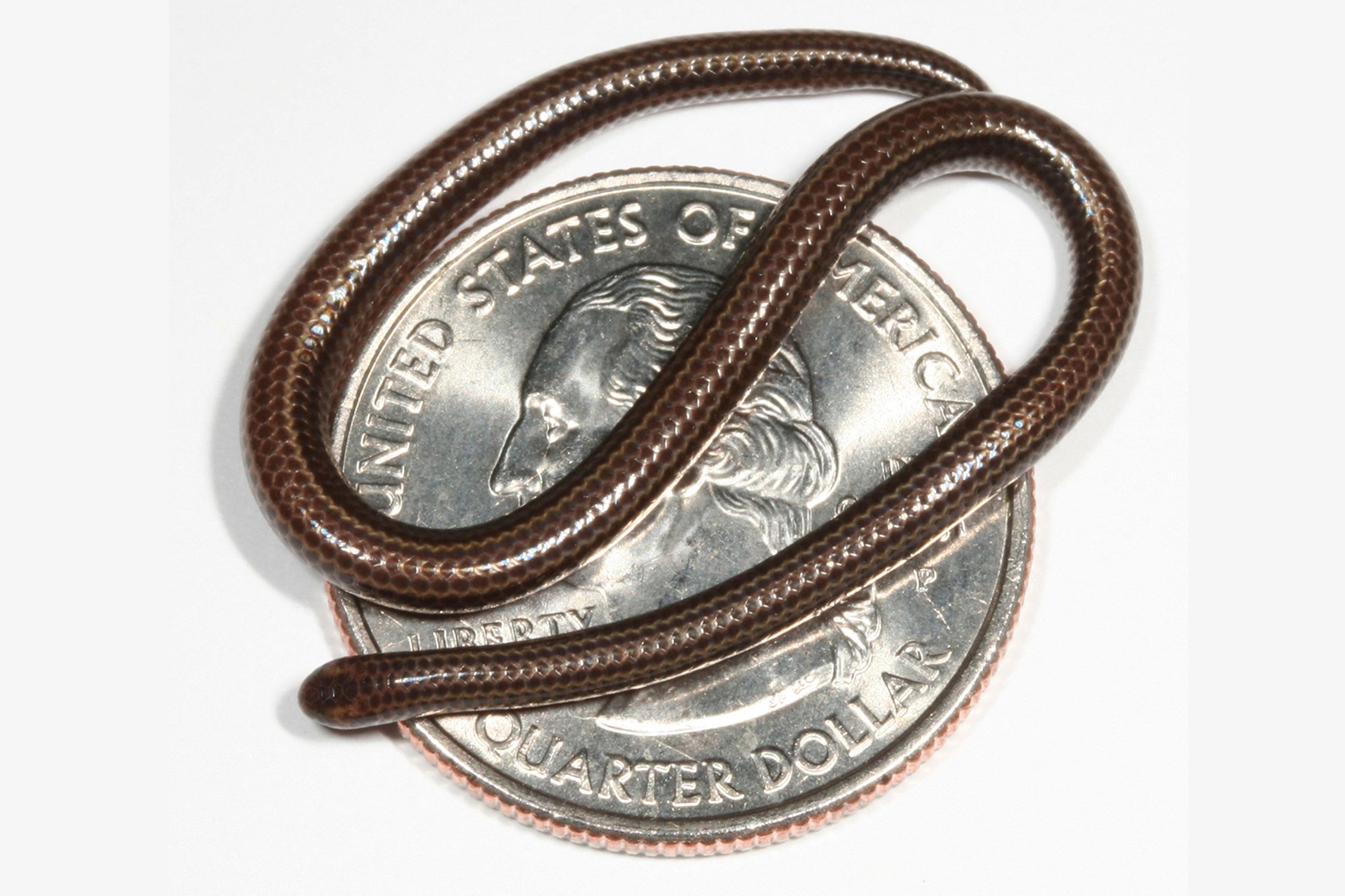 World's smallest snake makes big comeback