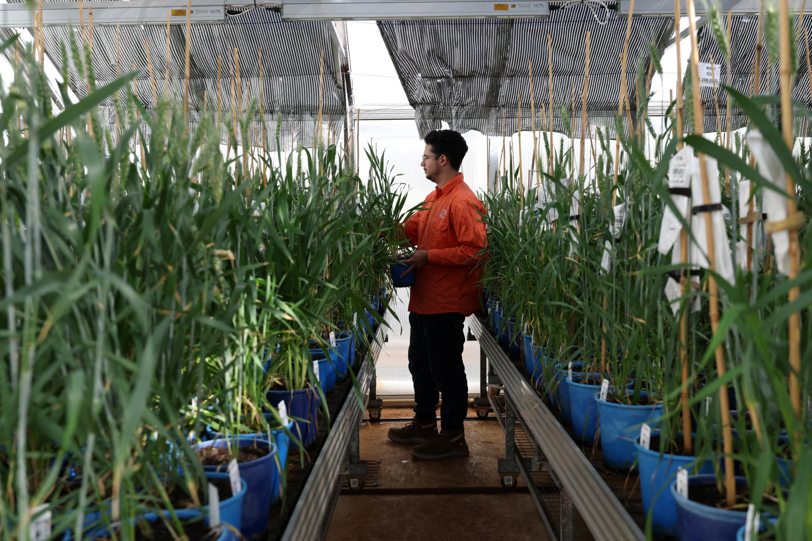 Less rain, more wheat: How farmers defied climate doom