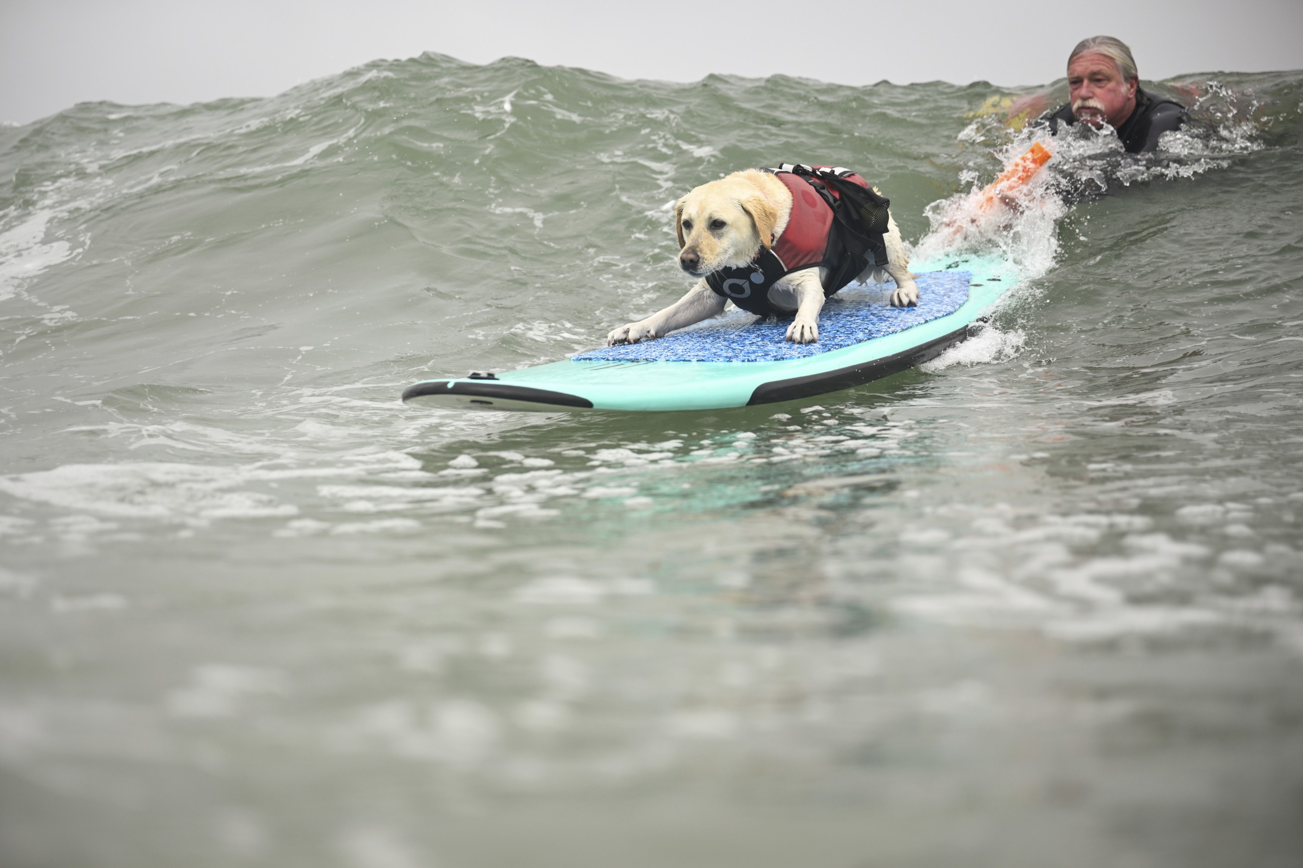 Labradors, terriers and spaniels turn surfing sensations in US contest