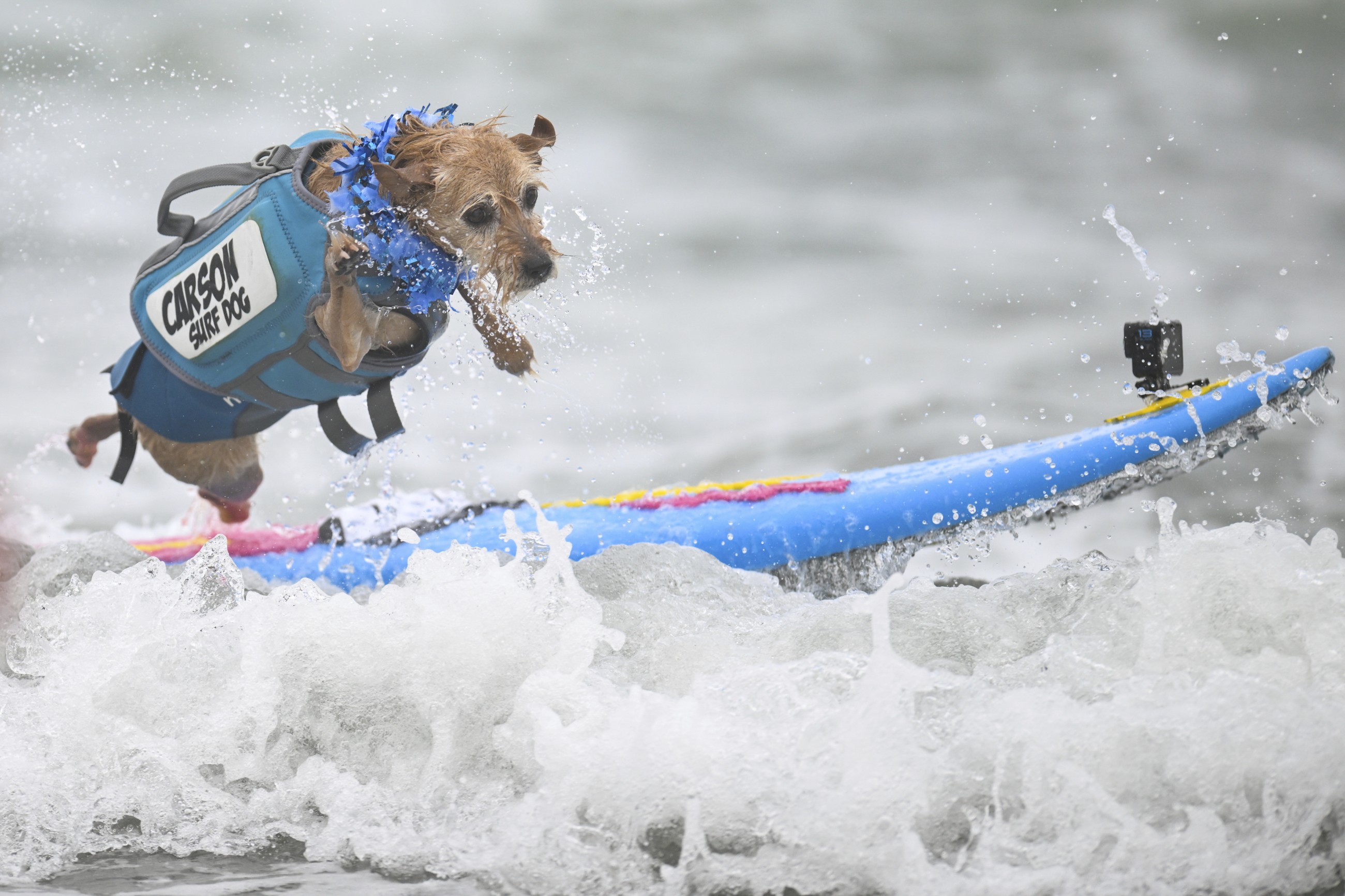 Labradors, terriers and spaniels turn surfing sensations in US contest