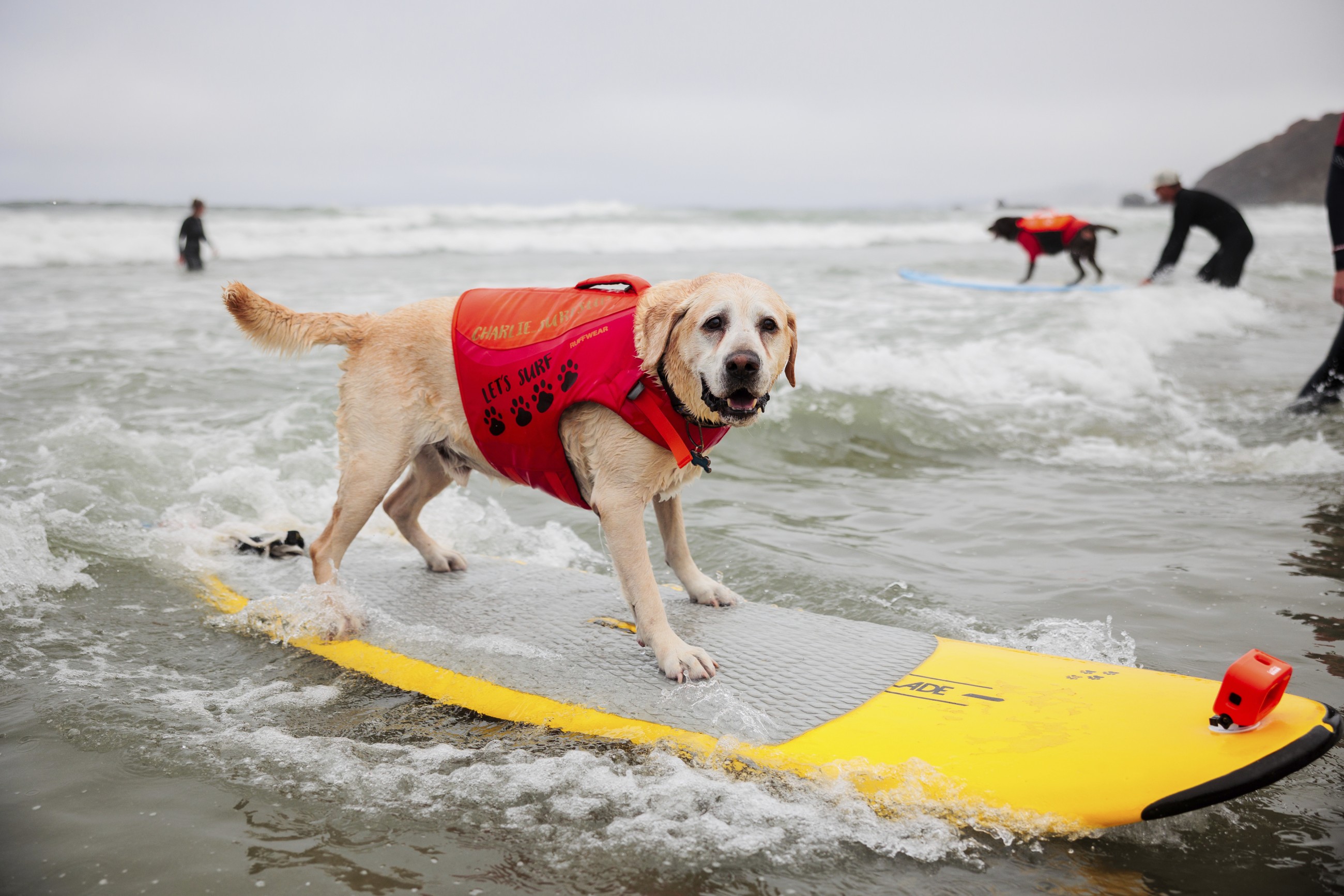 Labradors, terriers and spaniels turn surfing sensations in US contest