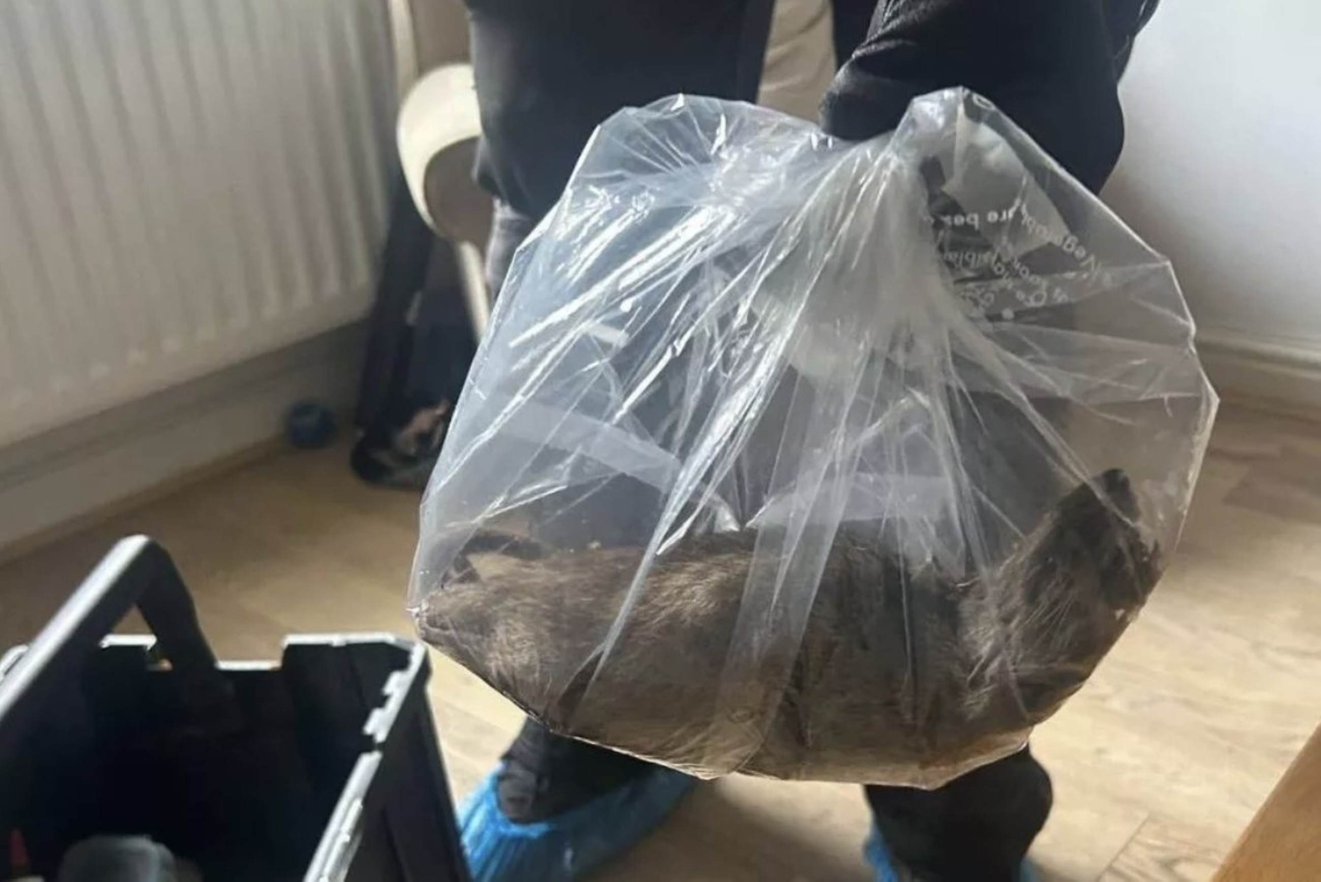 Britain’s ‘biggest rat,’ nearly two feet long, found in Yorkshire home
