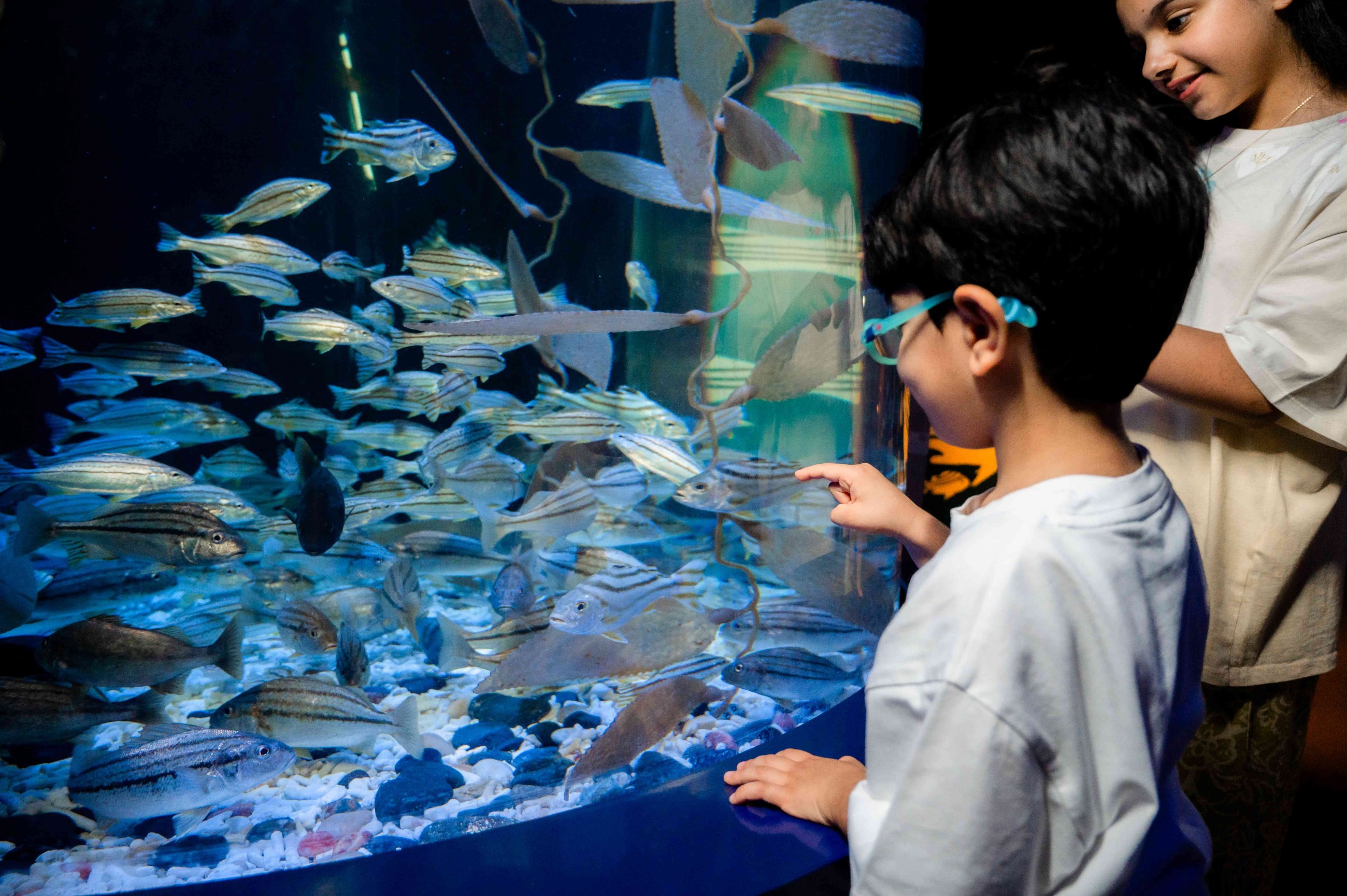 Children to analyse marine life at Sharjah Aquarium event