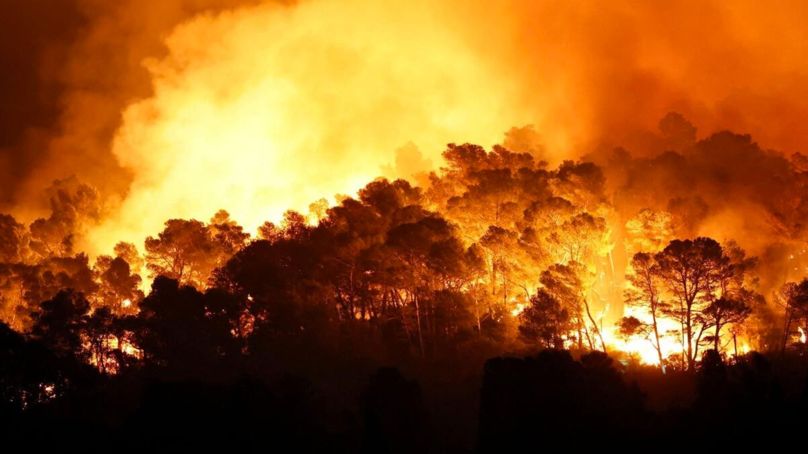 Preserving vanishing French vineyards to check forest fires