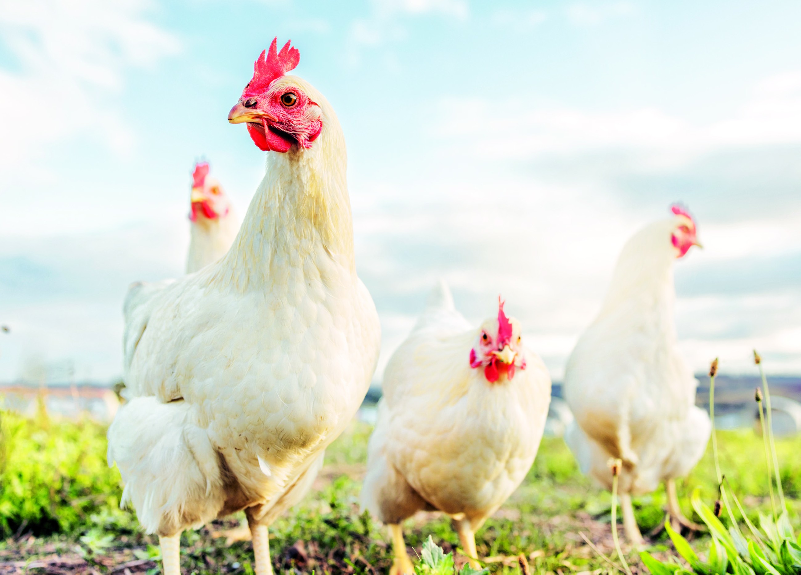 Judge settles divorce row over chicken by serving it for lunch to couple in China